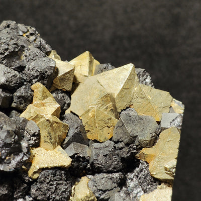 Close-up of golden octahedral Pyrite crystals on black Magnetite matrix