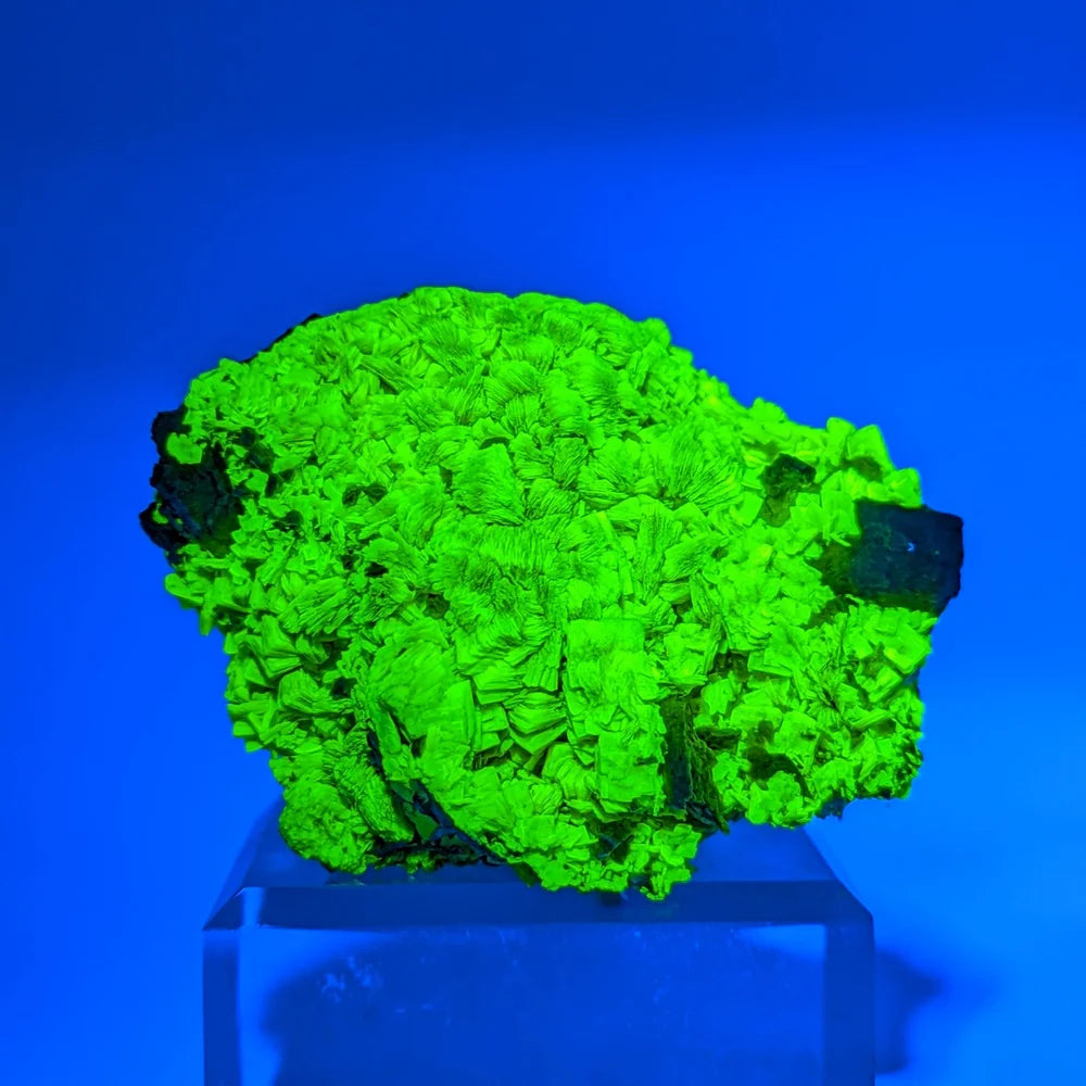 URANIUM AUTUNITE – Yellow Crystal from Cuneo, Italy – Extremely Rare