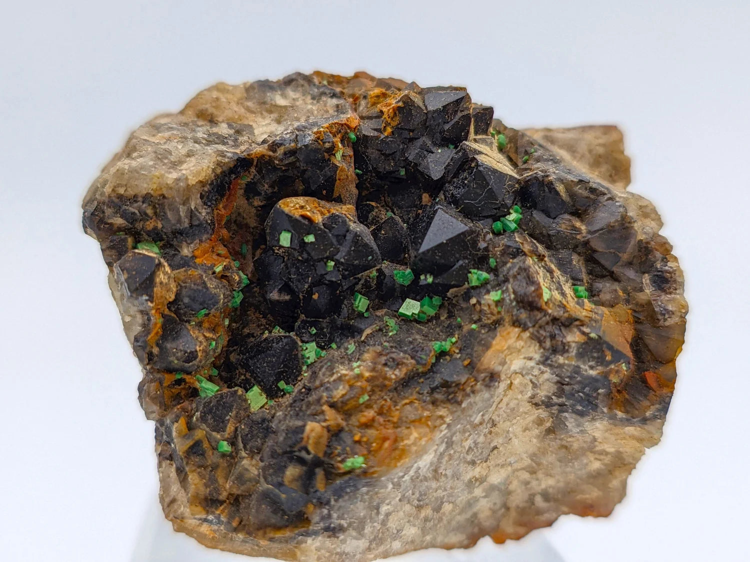 URANIO: TORBERNITE Verde su QUARZO MORION Nero da Margabal, Francia