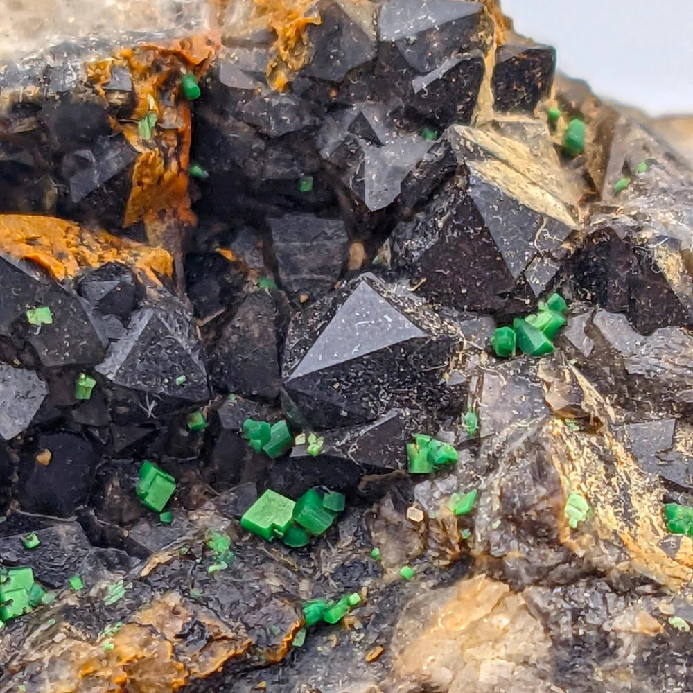 URANIO: TORBERNITE Verde su QUARZO MORION Nero da Margabal, Francia