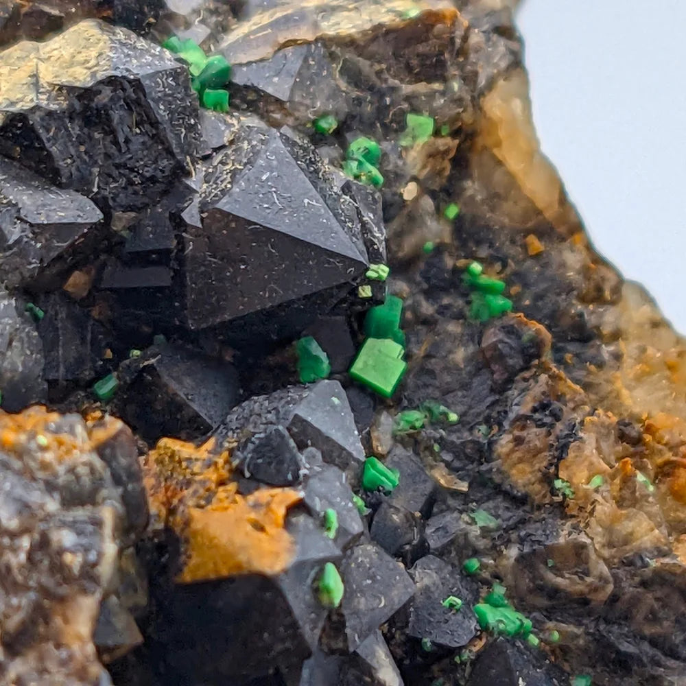 URANIO: TORBERNITE Verde su QUARZO MORION Nero da Margabal, Francia