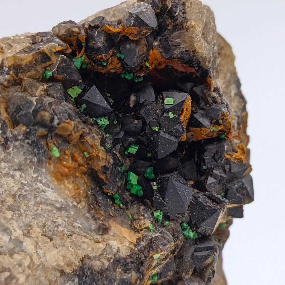 URANIO: TORBERNITE Verde su QUARZO MORION Nero da Margabal, Francia