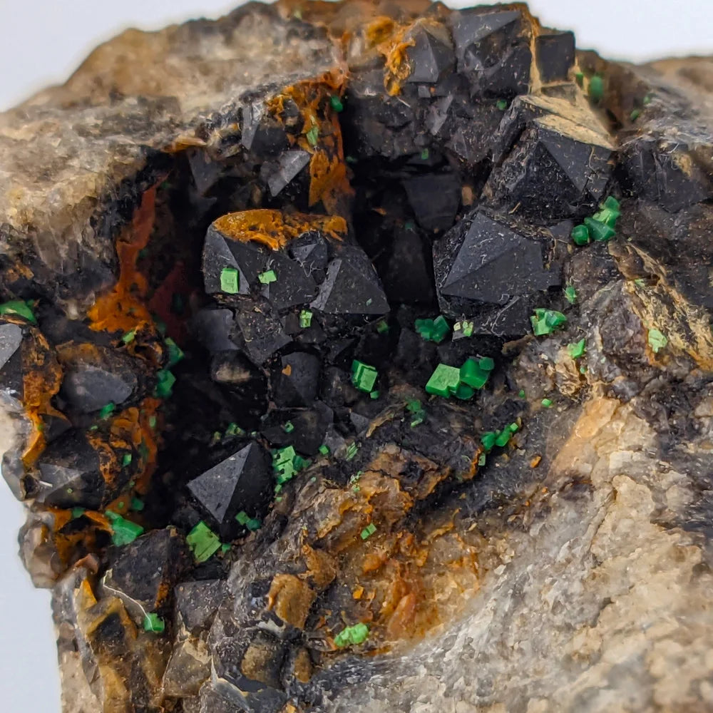 URANIO: TORBERNITE Verde su QUARZO MORION Nero da Margabal, Francia