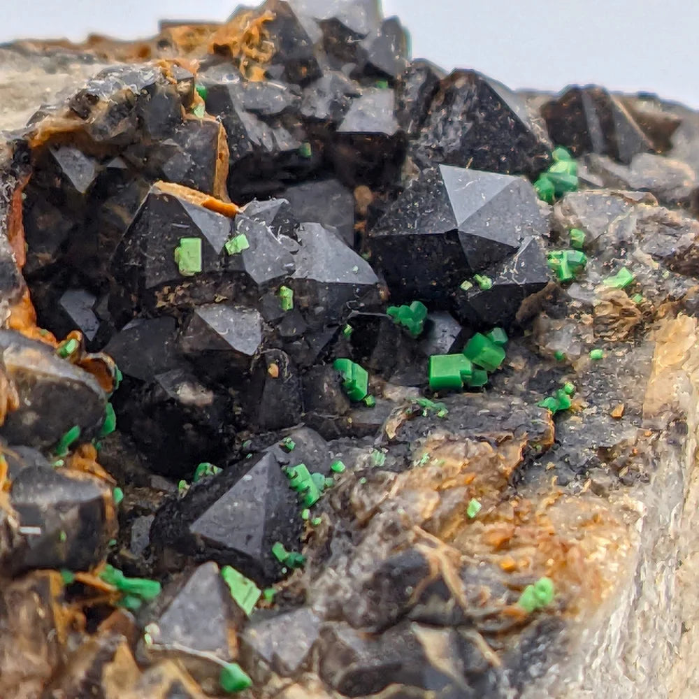 URANIO: TORBERNITE Verde su QUARZO MORION Nero da Margabal, Francia