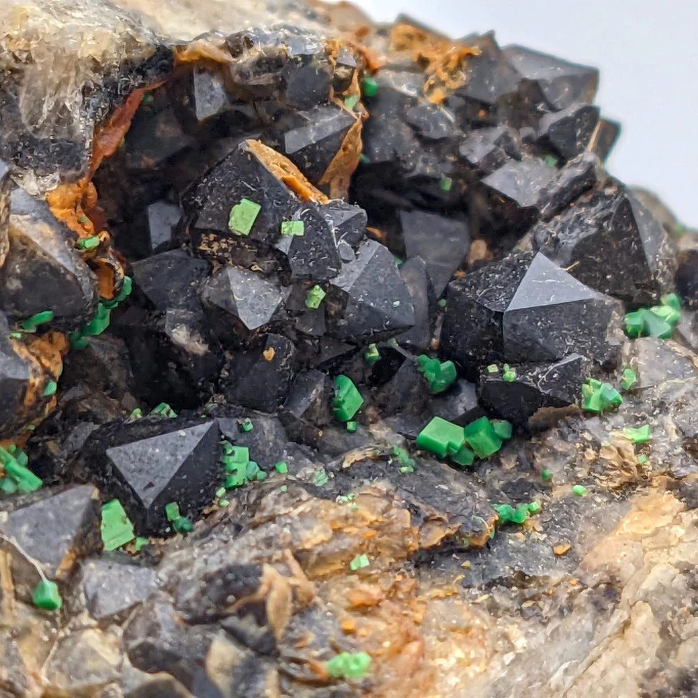 URANIO: TORBERNITE Verde su QUARZO MORION Nero da Margabal, Francia