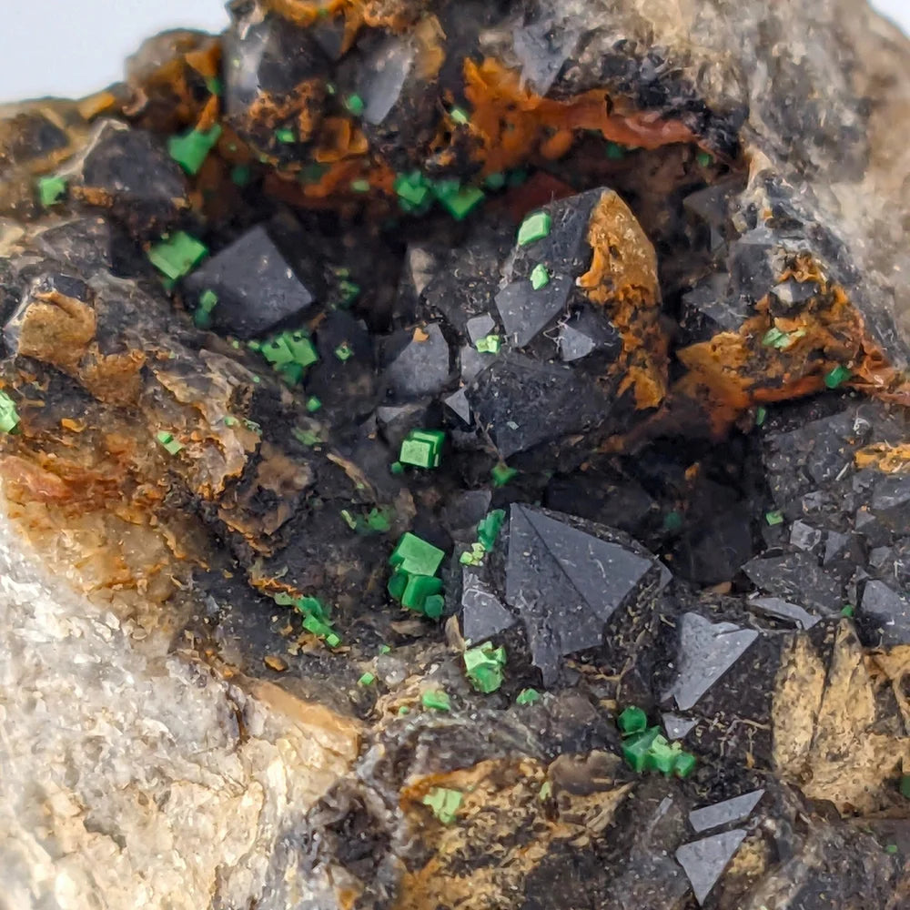 URANIO: TORBERNITE Verde su QUARZO MORION Nero da Margabal, Francia