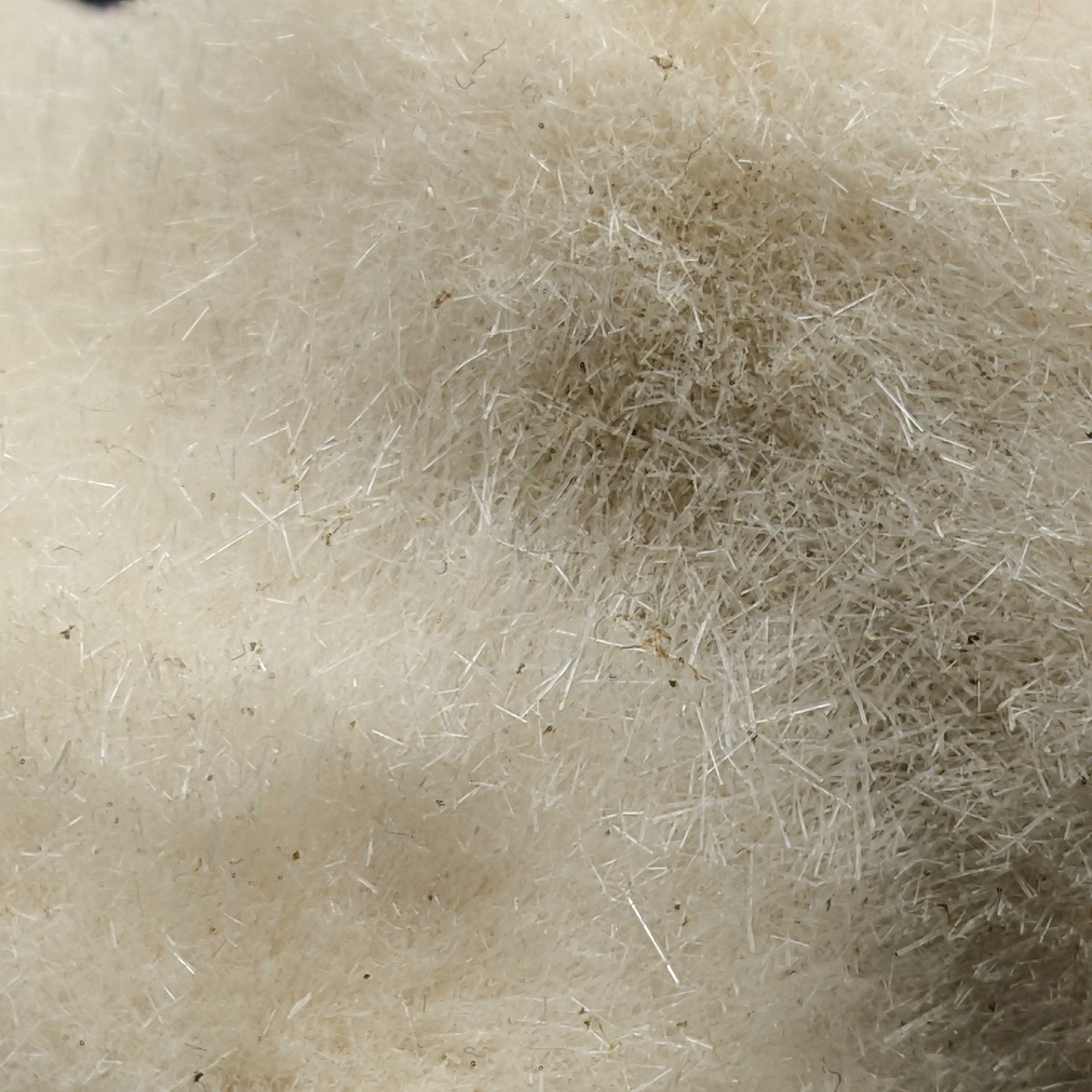 MESOLITE – Thousands of Crystals, Furry Mantle, New Jersey, USA