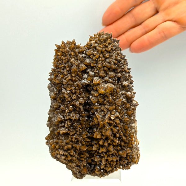 CALCITE – Twinned Scalenohedra Overgrown by 300+ Crystals, Sardinia, Italy