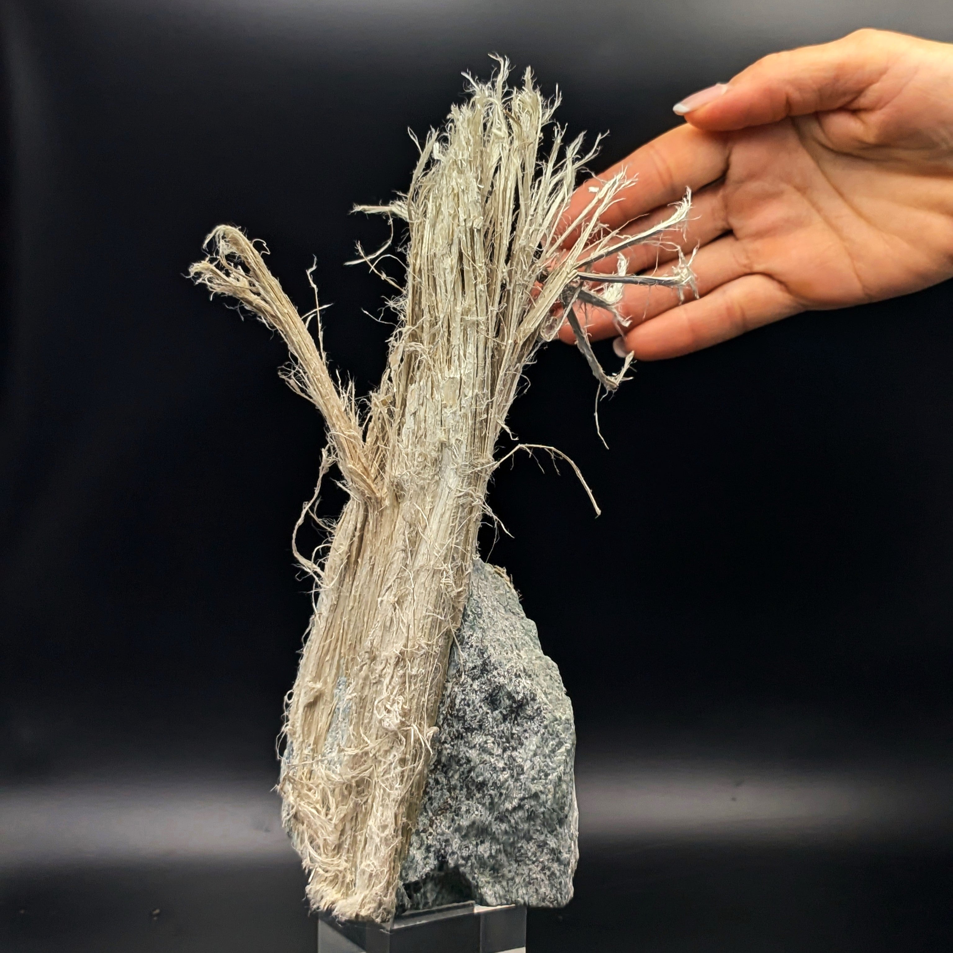 CHRYSOTILE ASBESTOS – Huge 22cm Fibrous Tuft on Matrix, Valmalenco, Italy
