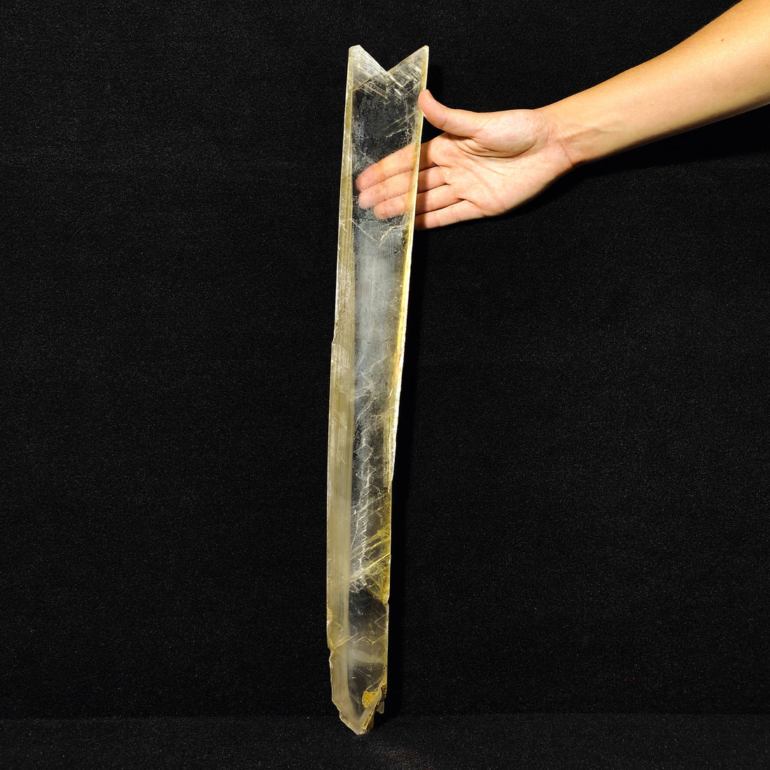 GYPSUM "SWORD" – Giant Natural Swallow-Tail Crystal (54.5 cm), Italy