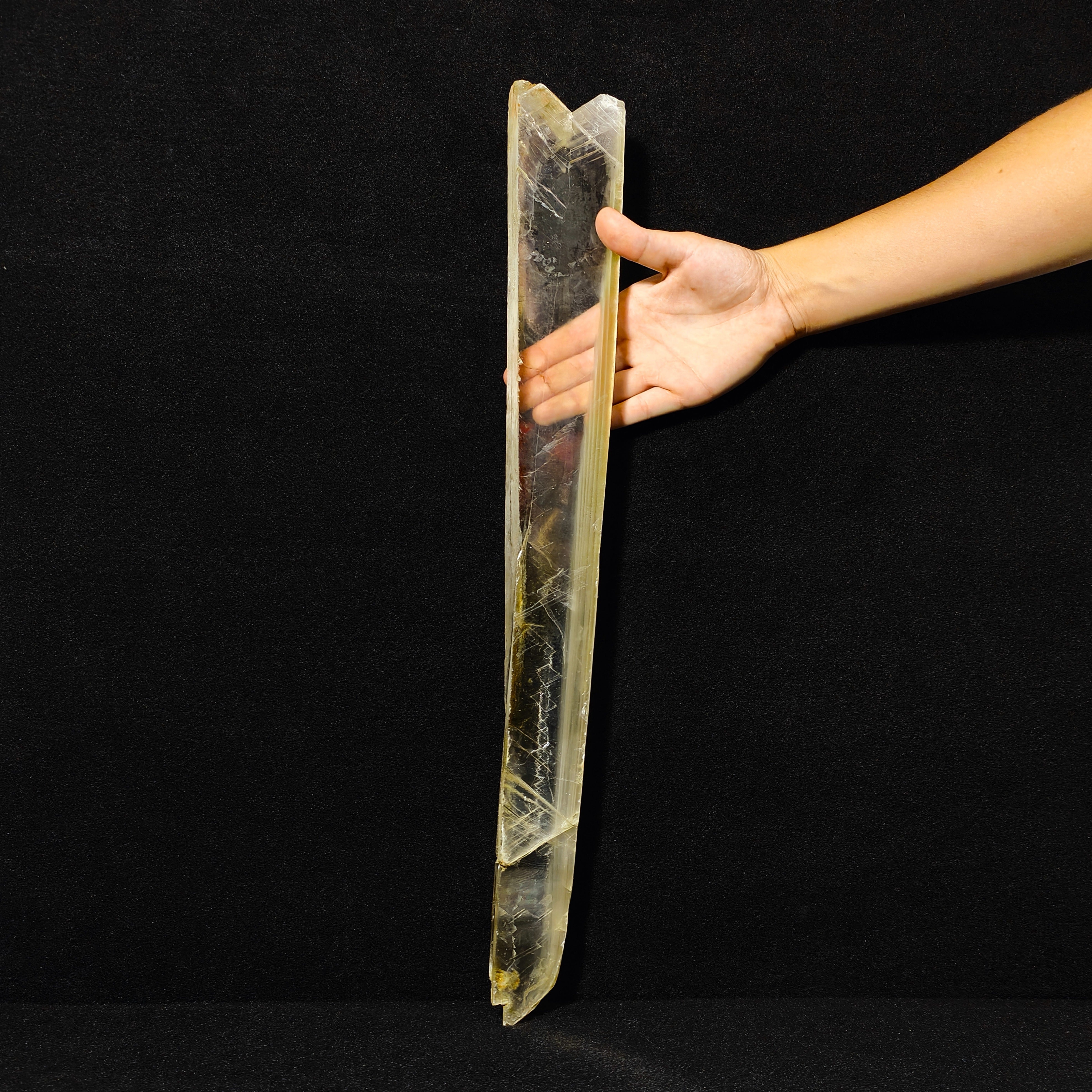 GYPSUM "SWORD" – Giant Natural Swallow-Tail Crystal (54.5 cm), Italy