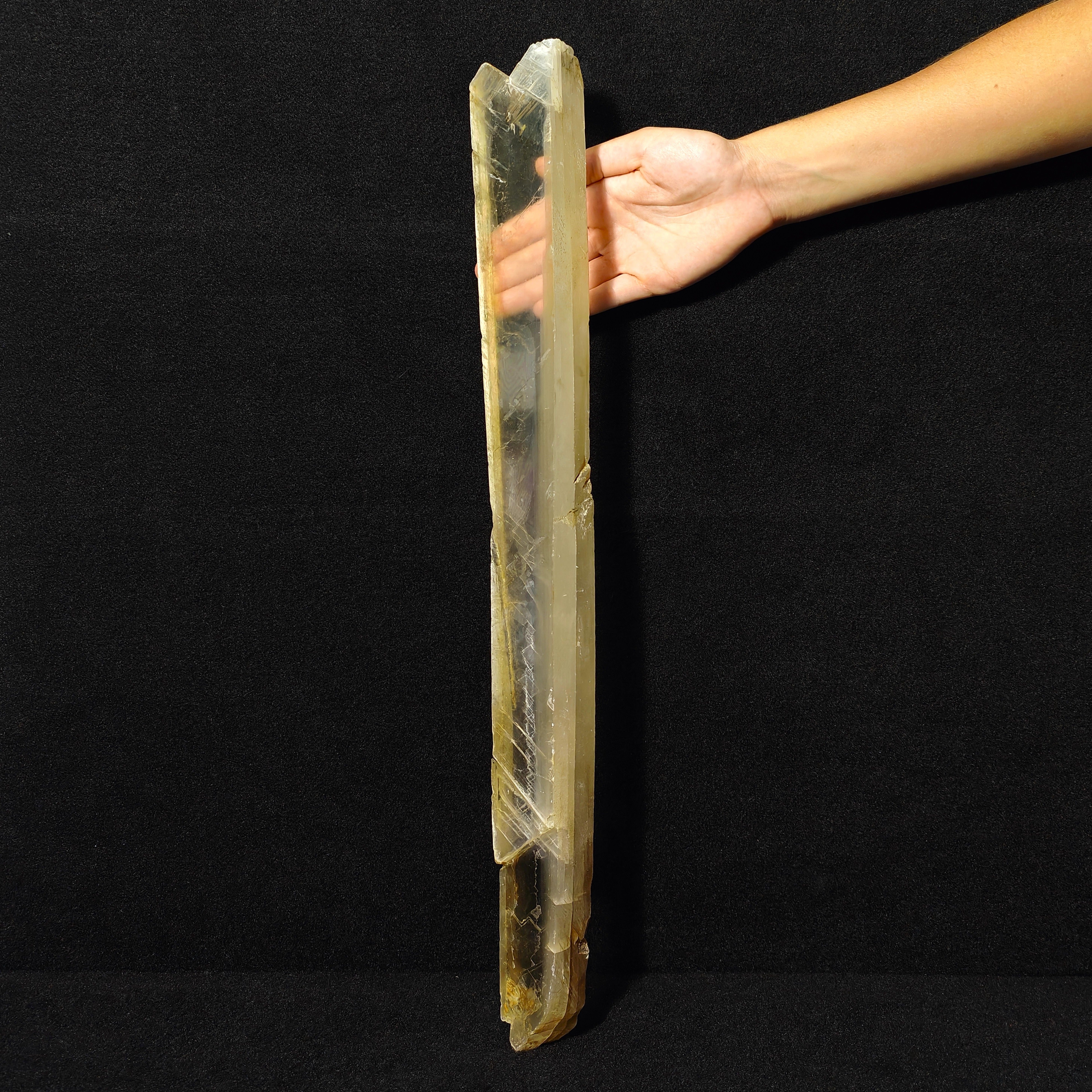GYPSUM "SWORD" – Giant Natural Swallow-Tail Crystal (54.5 cm), Italy