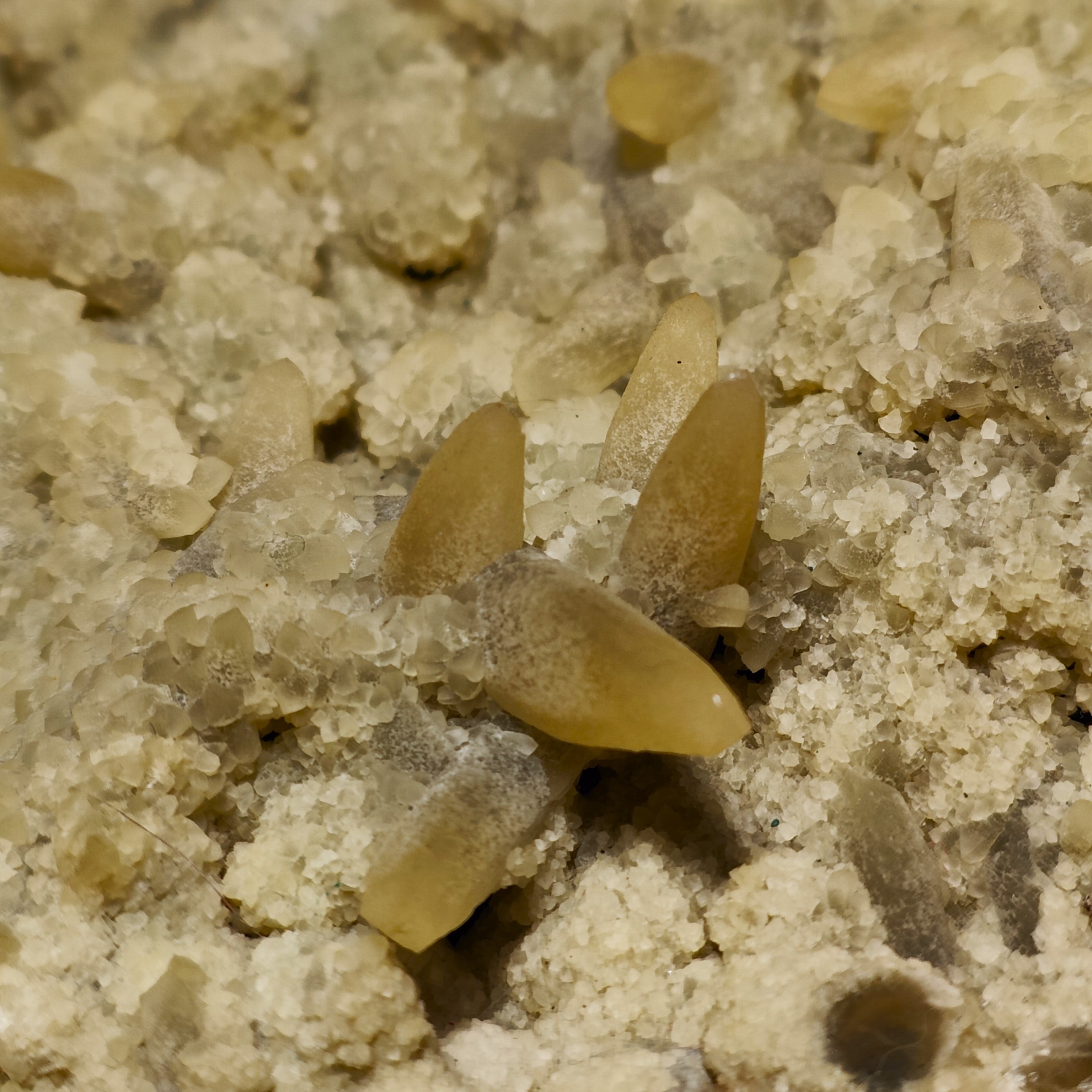 CALCITE – Flower-Shaped Cluster, 100+ UV-Fluorescent Crystals, Iraí, Brazil