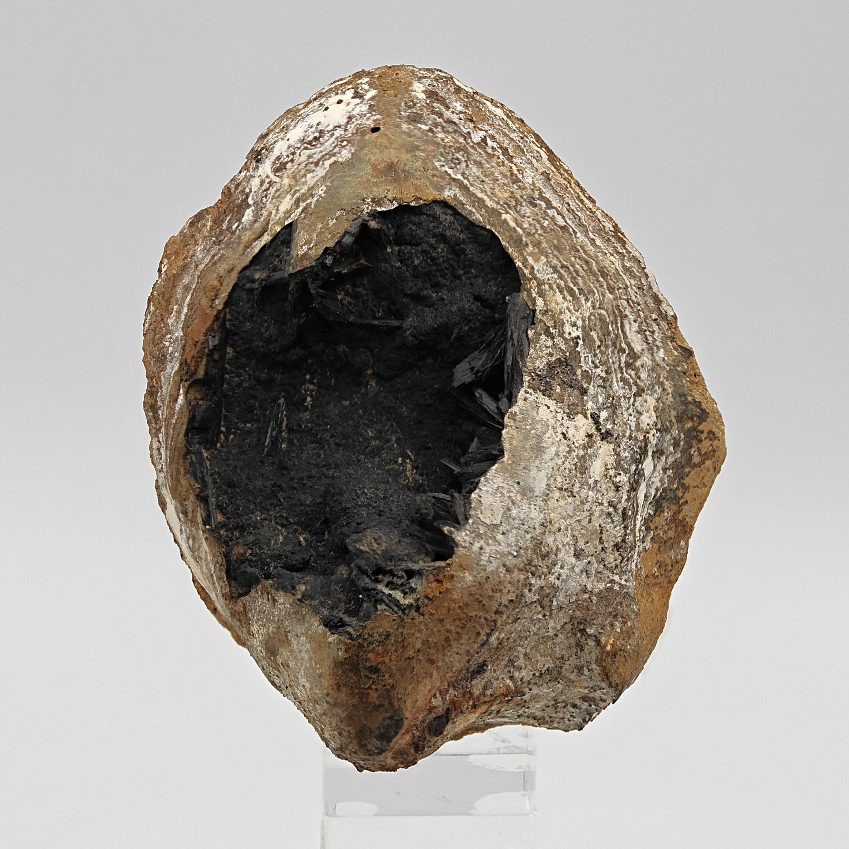 VIVIANITE – Fossilized Shell with Black & Blue Crystals from Kerch, Crimea