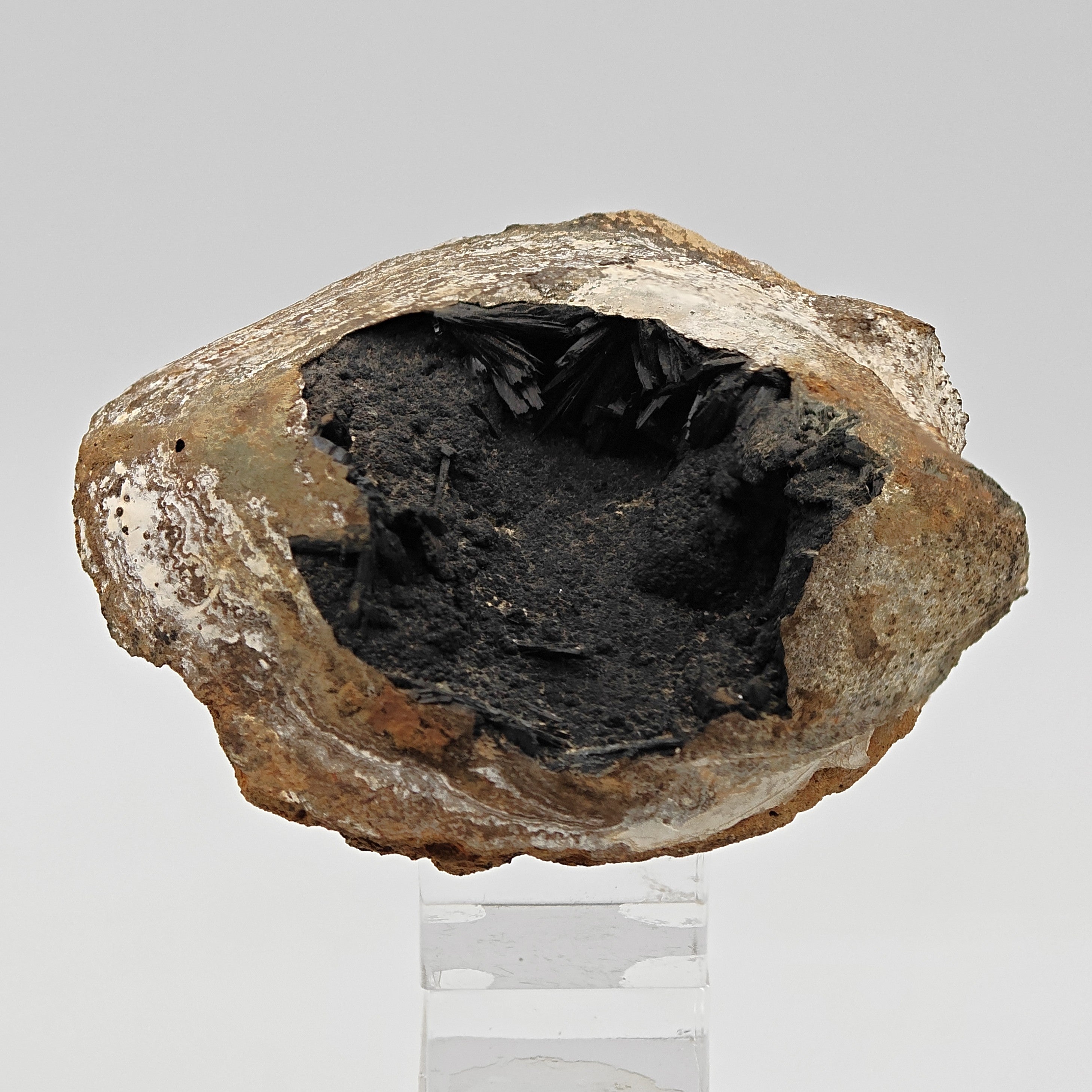 VIVIANITE – Fossilized Shell with Black & Blue Crystals from Kerch, Crimea