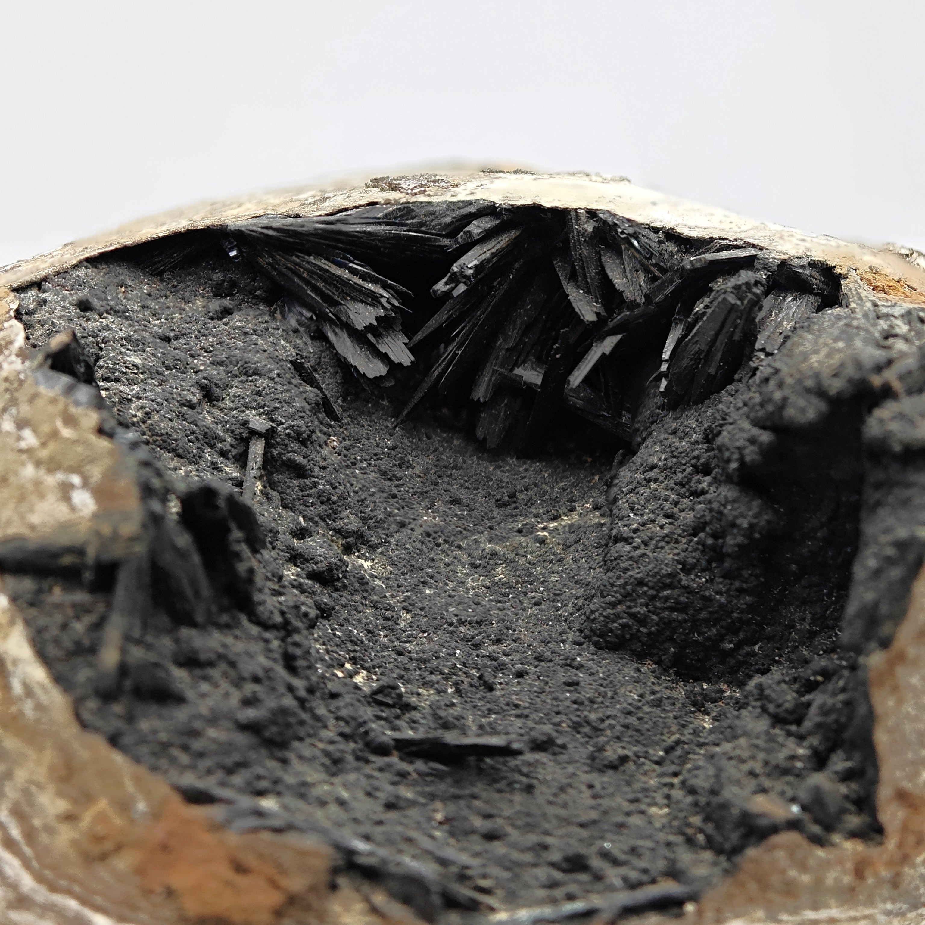 VIVIANITE – Fossilized Shell with Black & Blue Crystals from Kerch, Crimea