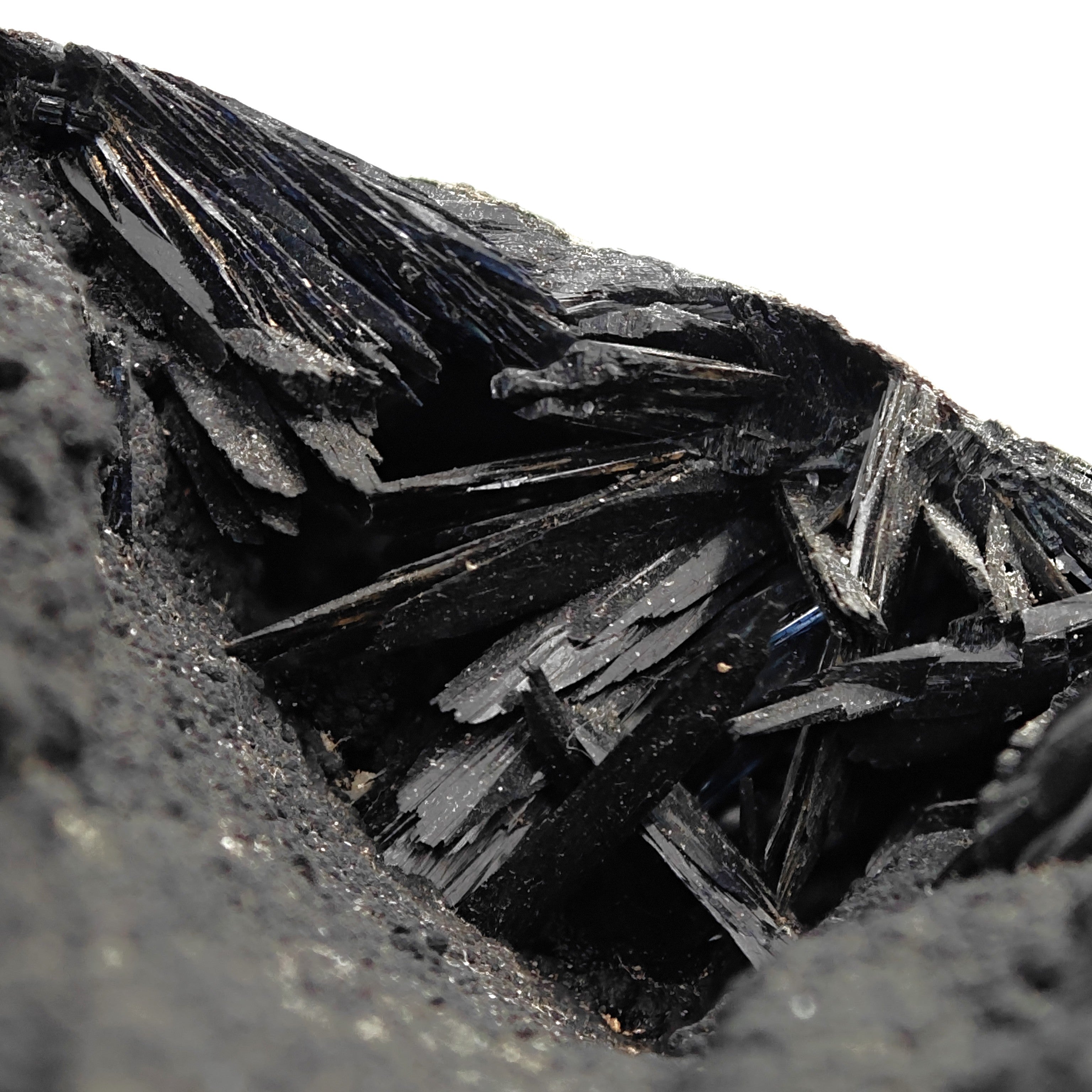 VIVIANITE – Fossilized Shell with Black & Blue Crystals from Kerch, Crimea