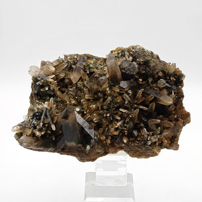 Side view of smoky quartz cluster showing dense crystal growth, Russia