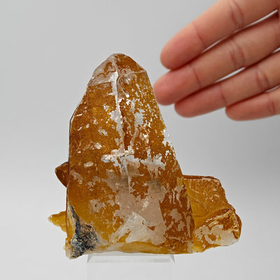 Quartz crystal with limonite coating beside hand showing overall specimen size