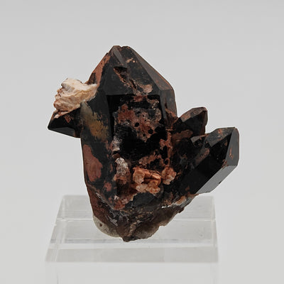 Morion quartz cluster displayed on acrylic stand showing crystal habit