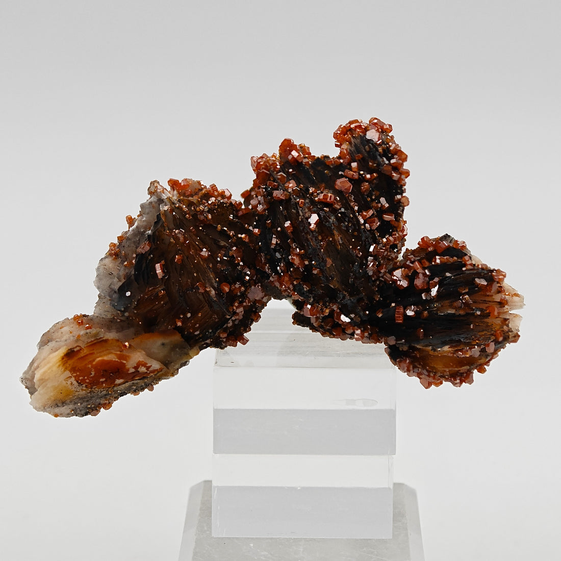 VANADINITE & BLACK BARYTE – 100+ Blood-Red Crystals, Mibladen, Morocco