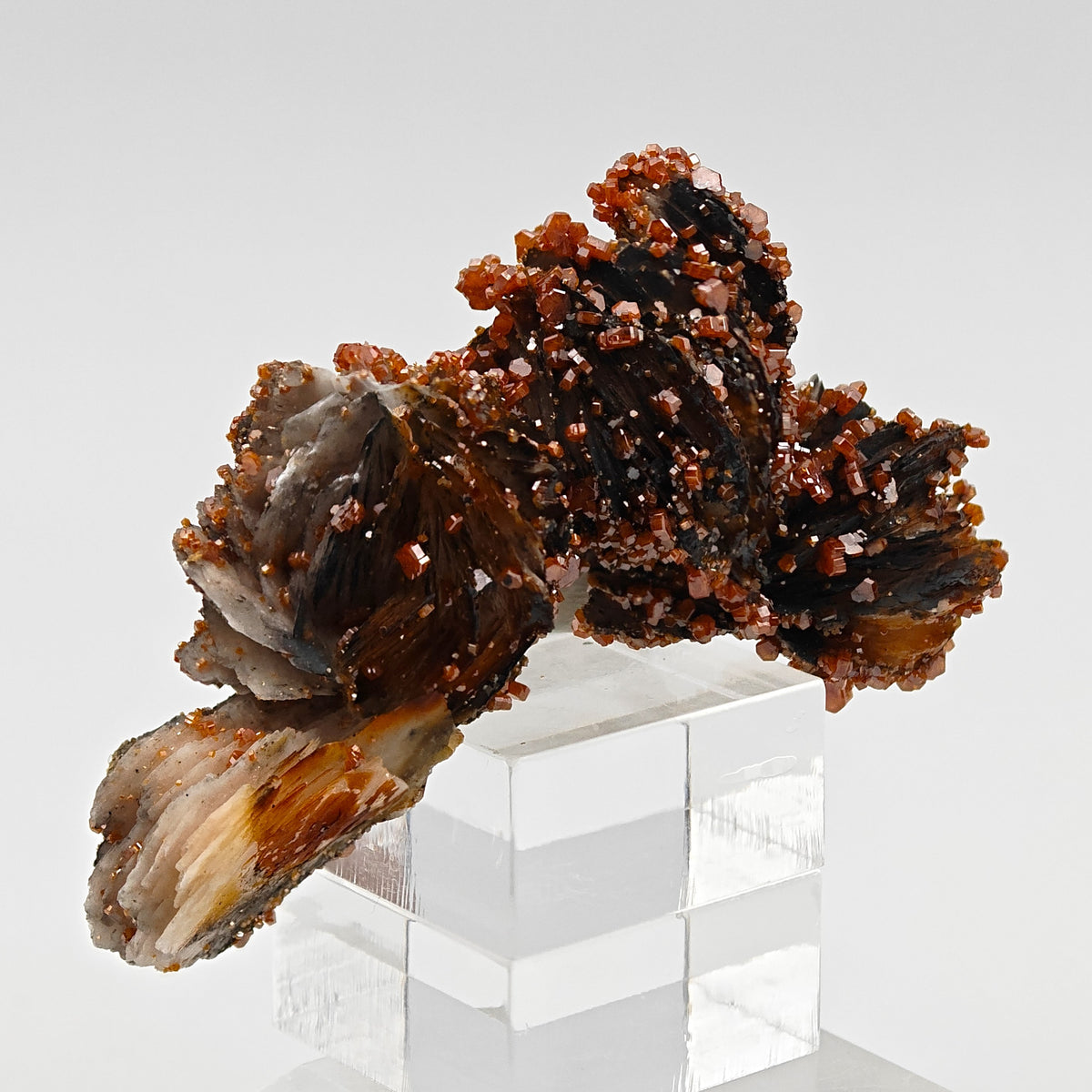 VANADINITE & BLACK BARYTE – 100+ Blood-Red Crystals, Mibladen, Morocco