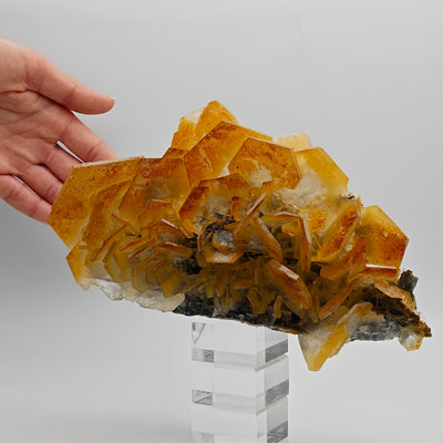 Full view of yellow and orange Calcite cluster displayed on acrylic stand