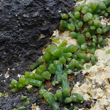 PYROMORPHITE – 100+ Green Crystals, Crabulazzu Mine, Sardinia, Italy