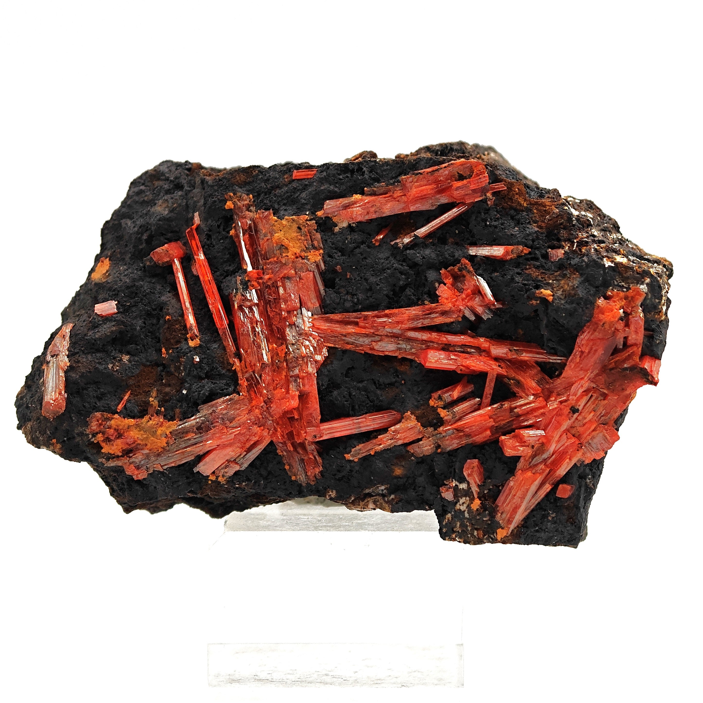 CROCOITE – Vivid Red Intertwined Crystals on Goethite, Tasmania, Australia