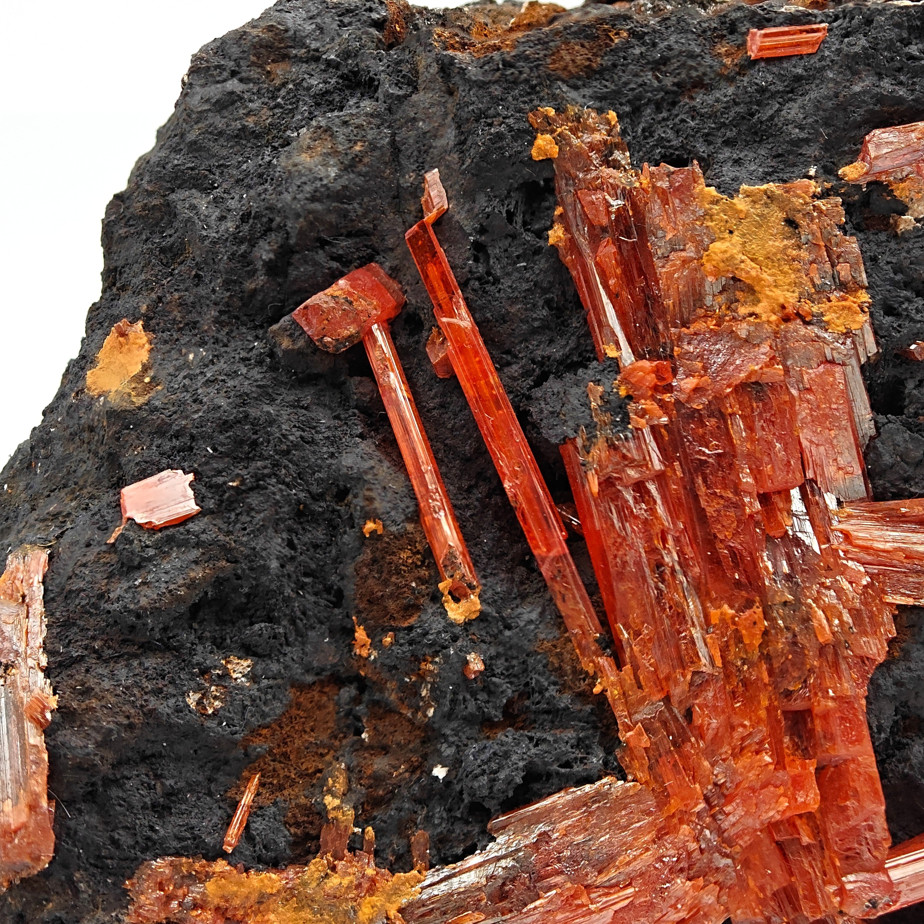 CROCOITE – Vivid Red Intertwined Crystals on Goethite, Tasmania, Australia