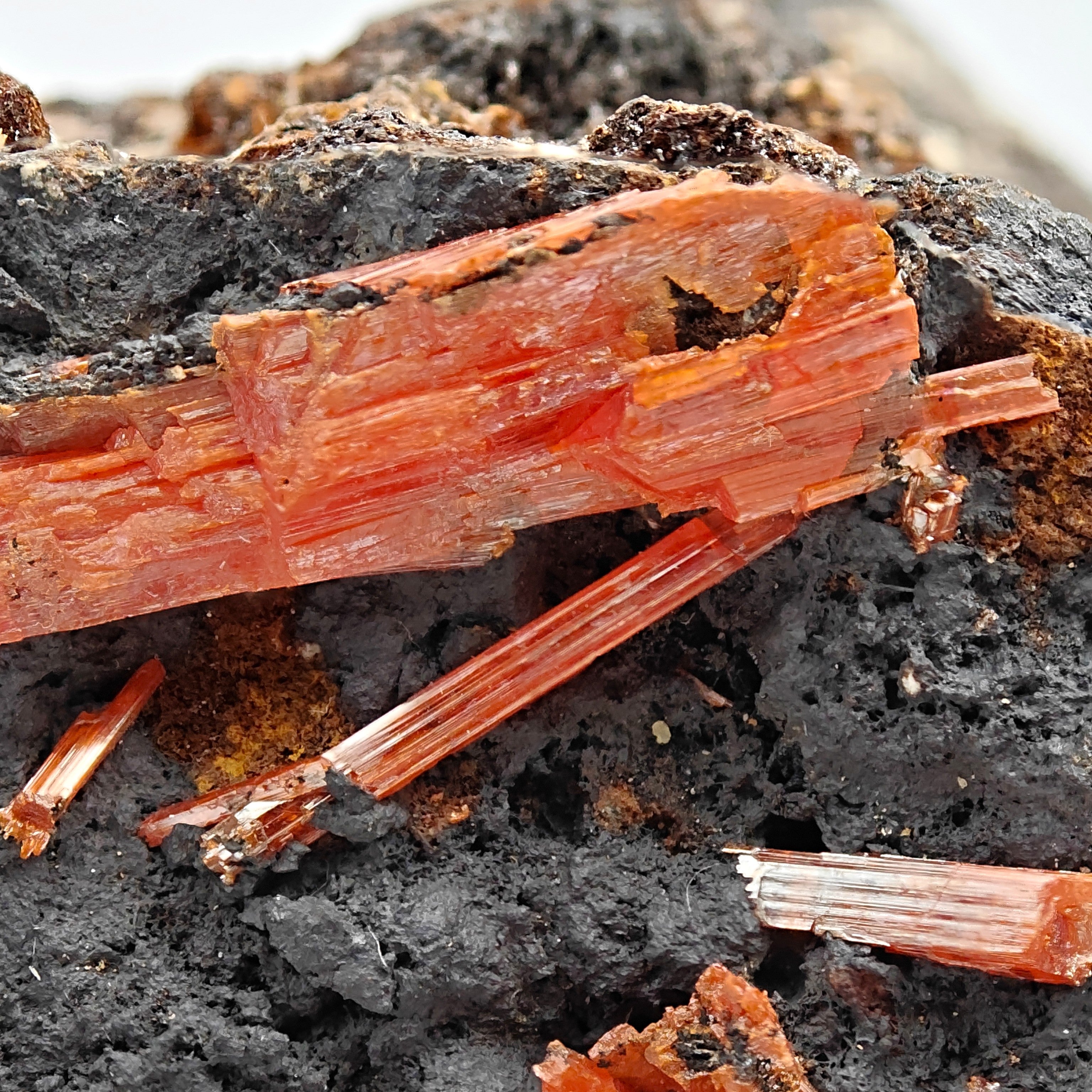 CROCOITE – Vivid Red Intertwined Crystals on Goethite, Tasmania, Australia