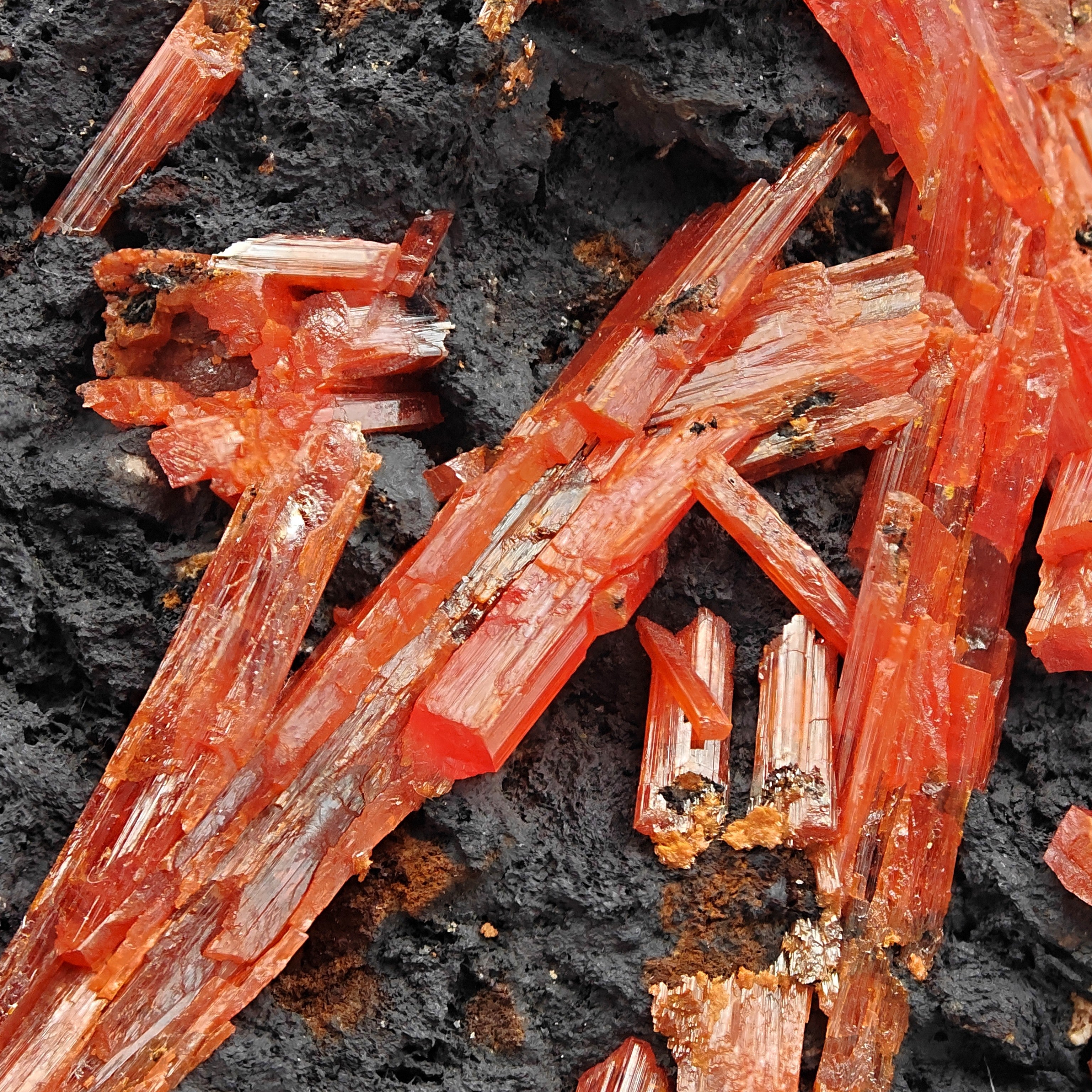 CROCOITE – Vivid Red Intertwined Crystals on Goethite, Tasmania, Australia