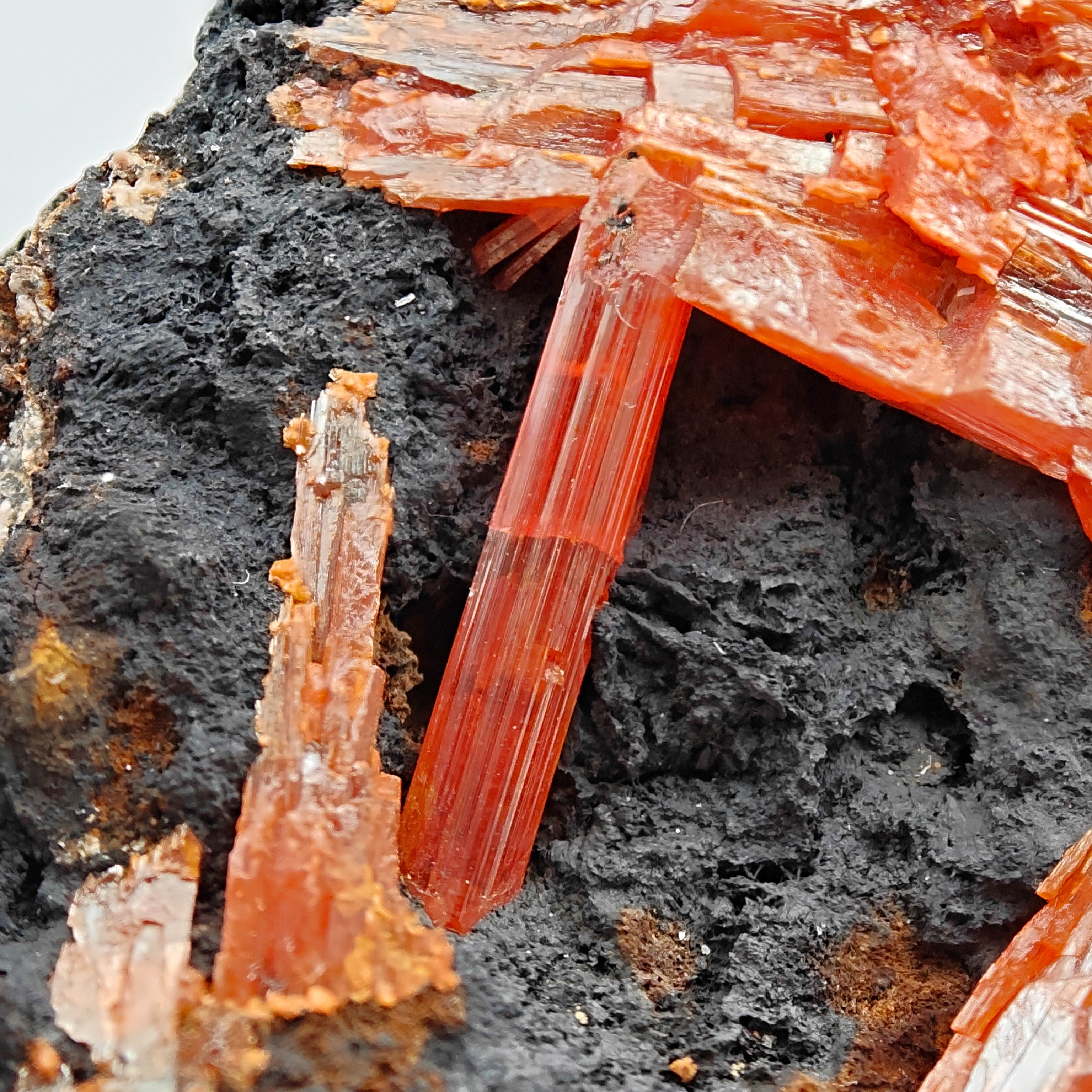 CROCOITE – Vivid Red Intertwined Crystals on Goethite, Tasmania, Australia