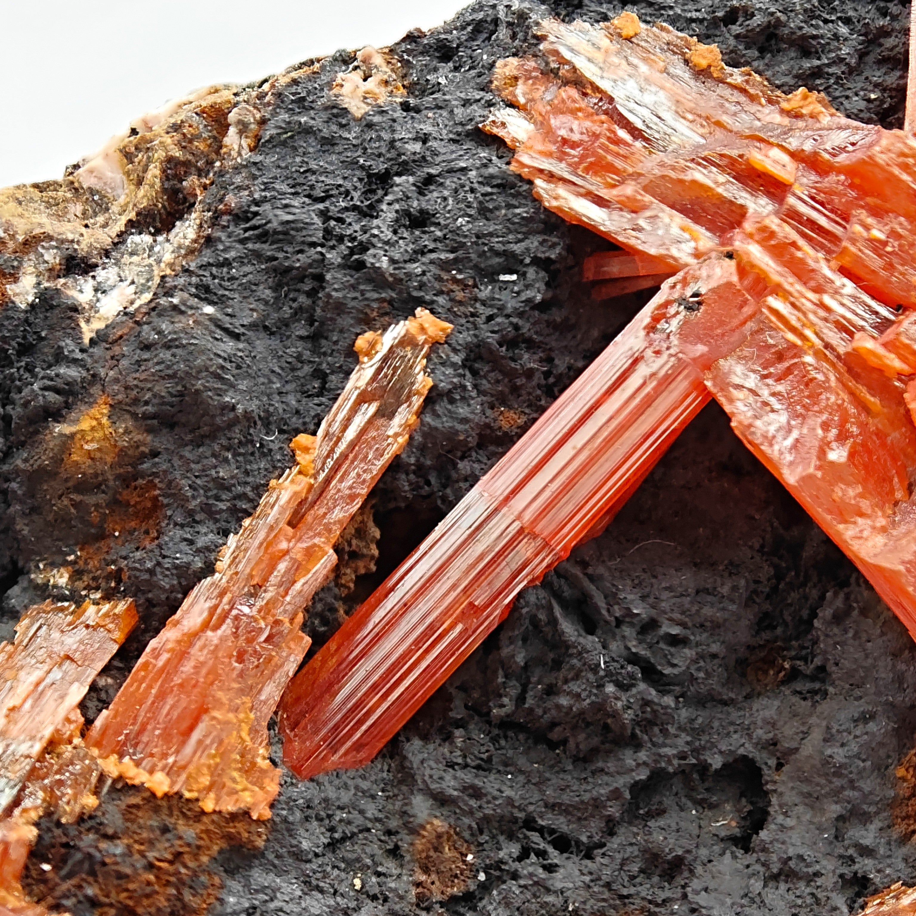CROCOITE – Vivid Red Intertwined Crystals on Goethite, Tasmania, Australia
