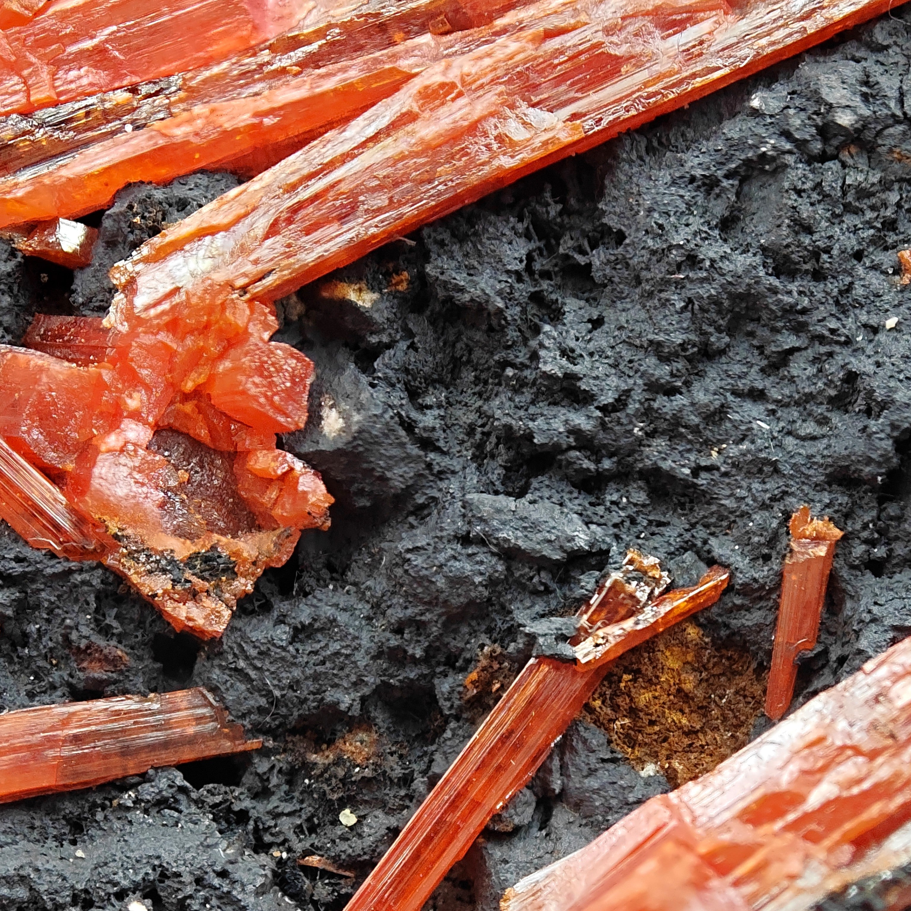 CROCOITE – Vivid Red Intertwined Crystals on Goethite, Tasmania, Australia