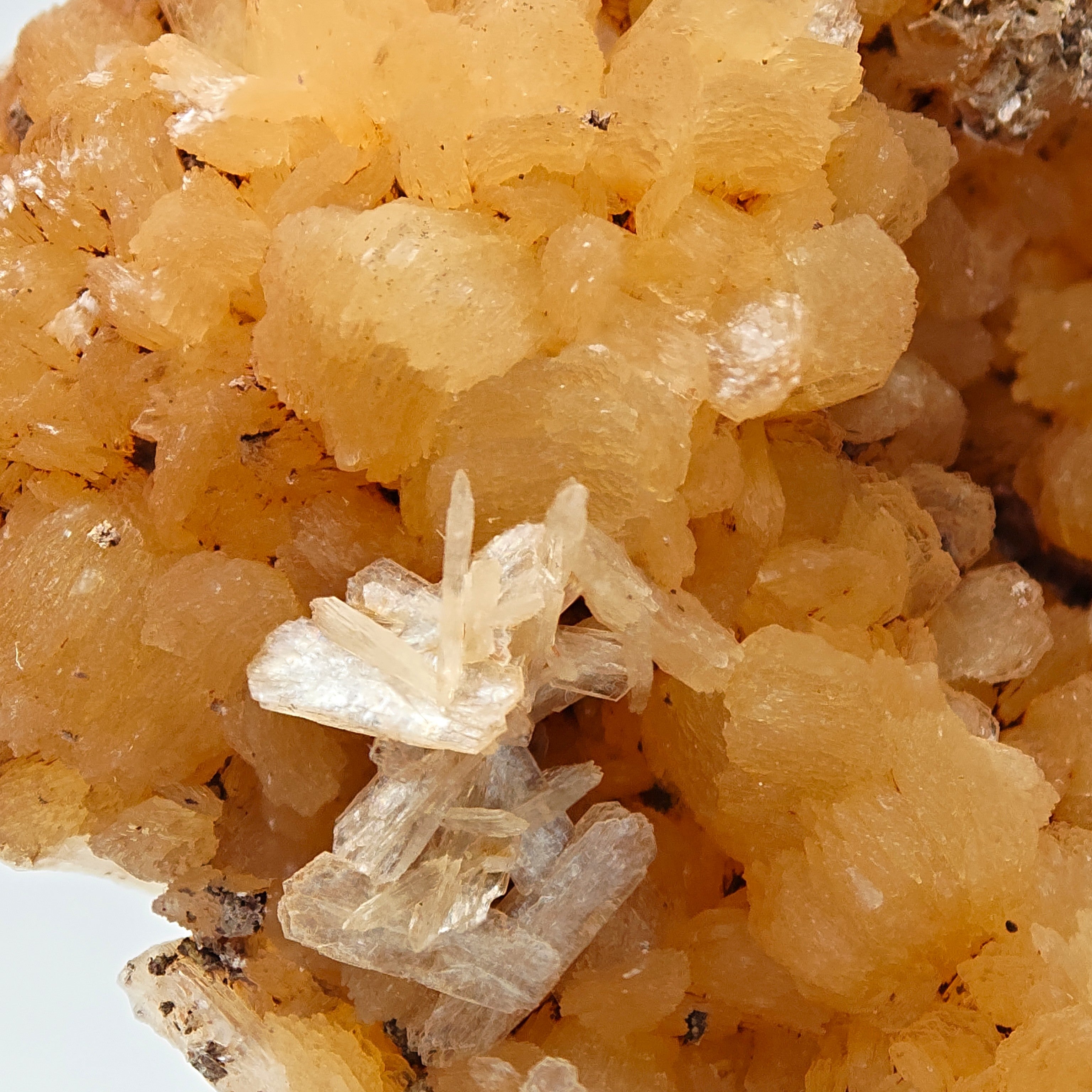 STILBITE – Lustrous Golden Sheaf Crystals, Wasson's Bluff, Nova Scotia, Canada