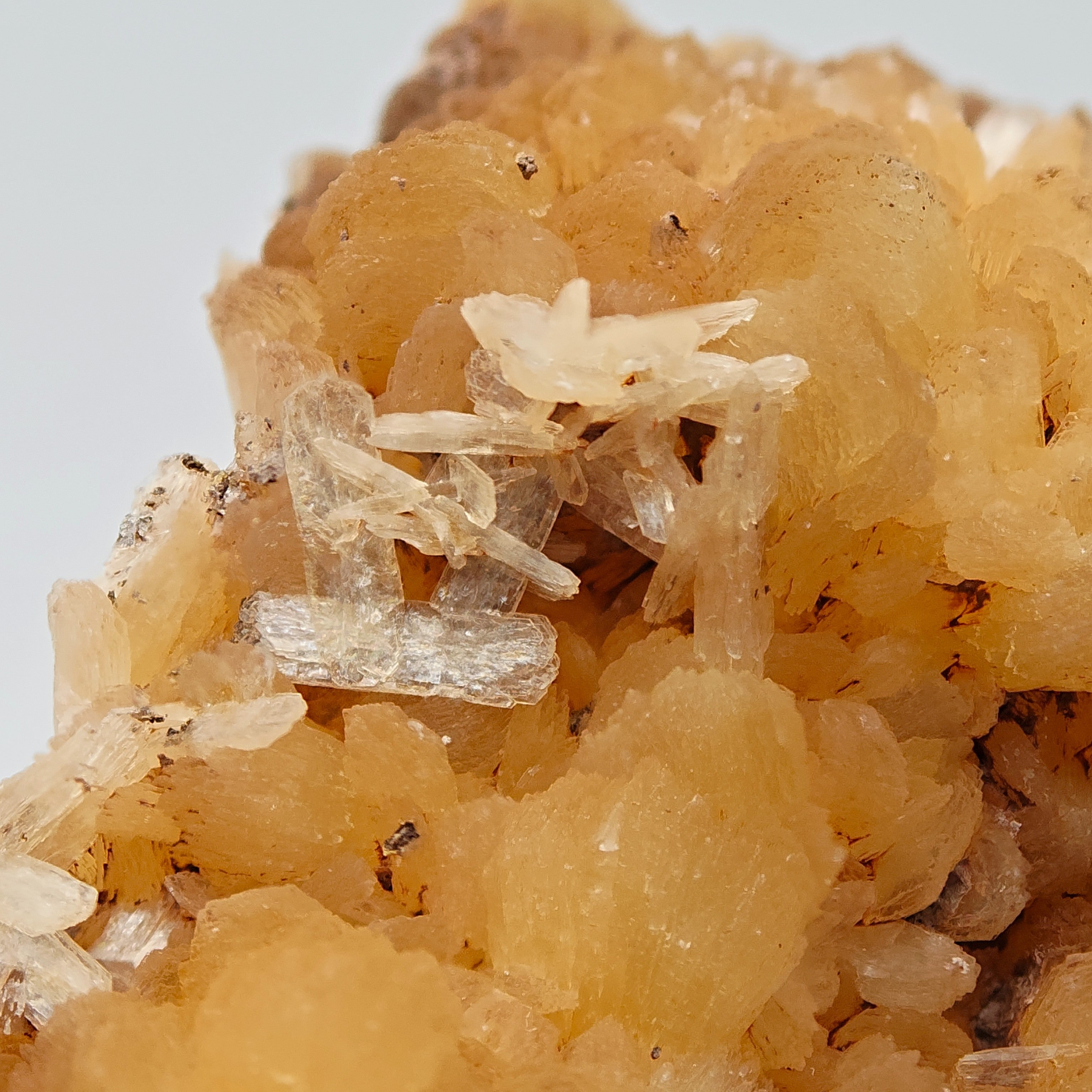 STILBITE – Lustrous Golden Sheaf Crystals, Wasson's Bluff, Nova Scotia, Canada