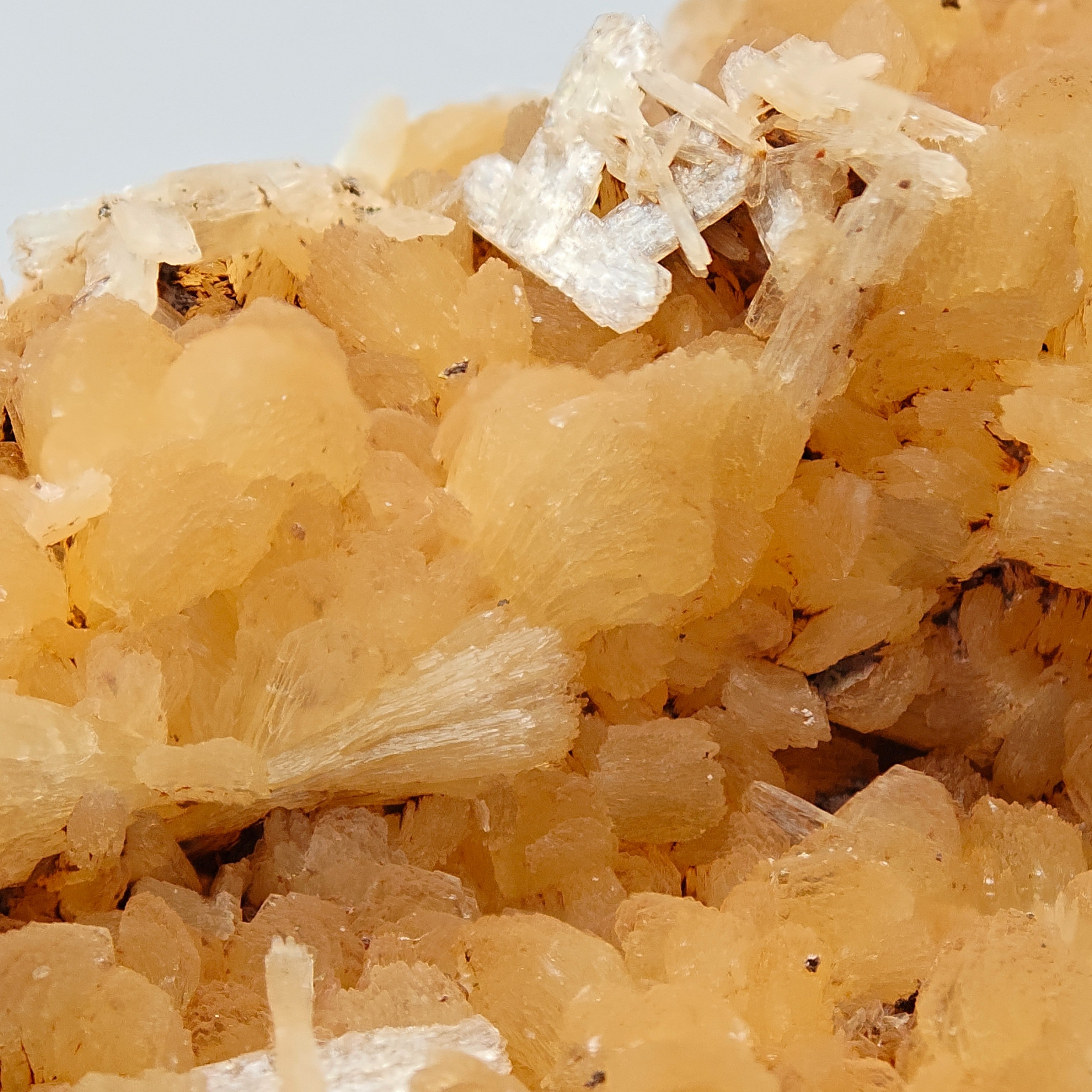 STILBITE – Lustrous Golden Sheaf Crystals, Wasson's Bluff, Nova Scotia, Canada