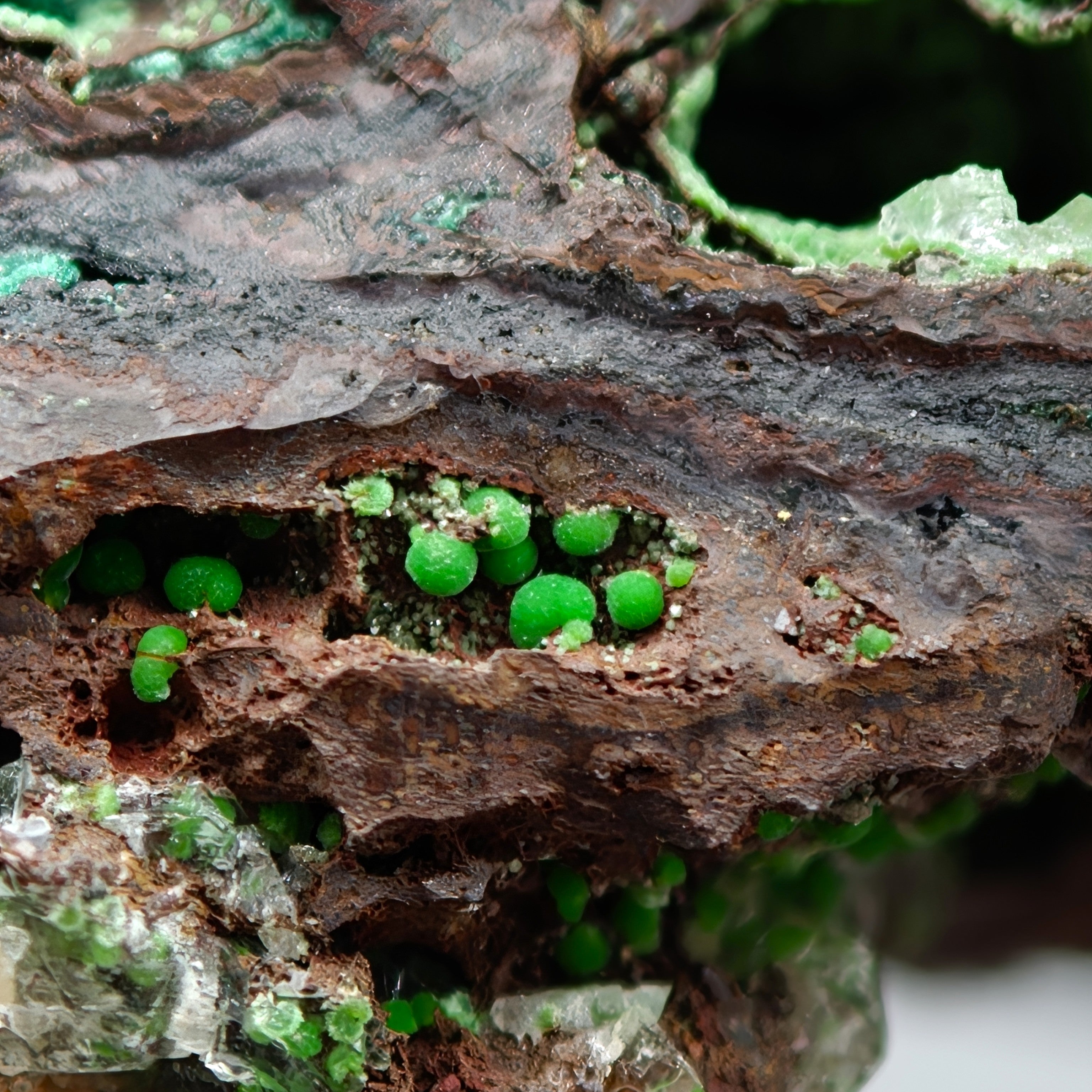 CONICHALCITE & CALCITE – Vibrant Green Contrast from Ojuela Mine, Mexico