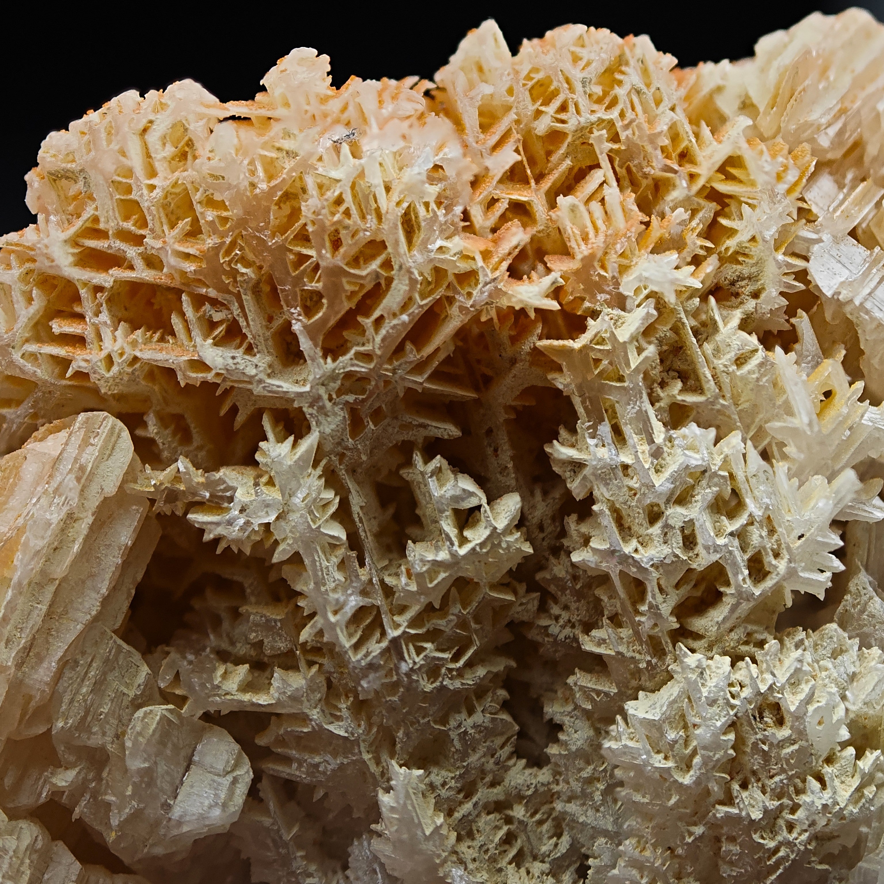 MIMETITE & CERUSSITE – Orange on White Reticulated Snowflake Twin, Iran