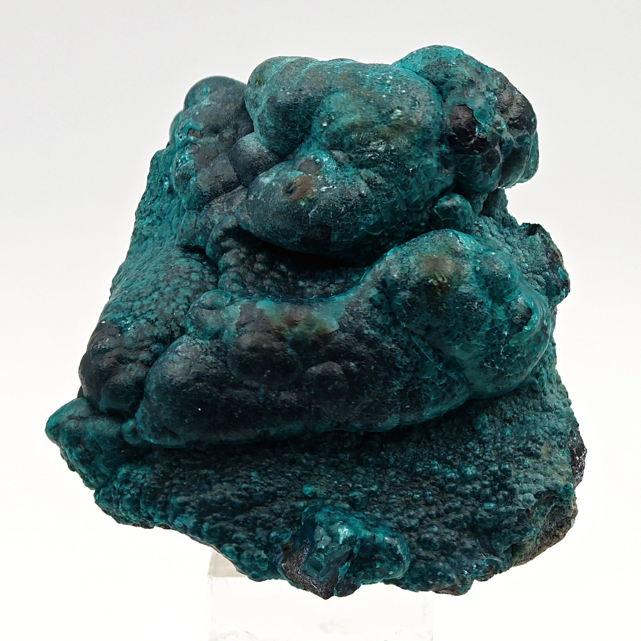 CHRYSOCOLLA & HETEROGENITE – Azure-Blue on Black, Star Mine, DR Congo