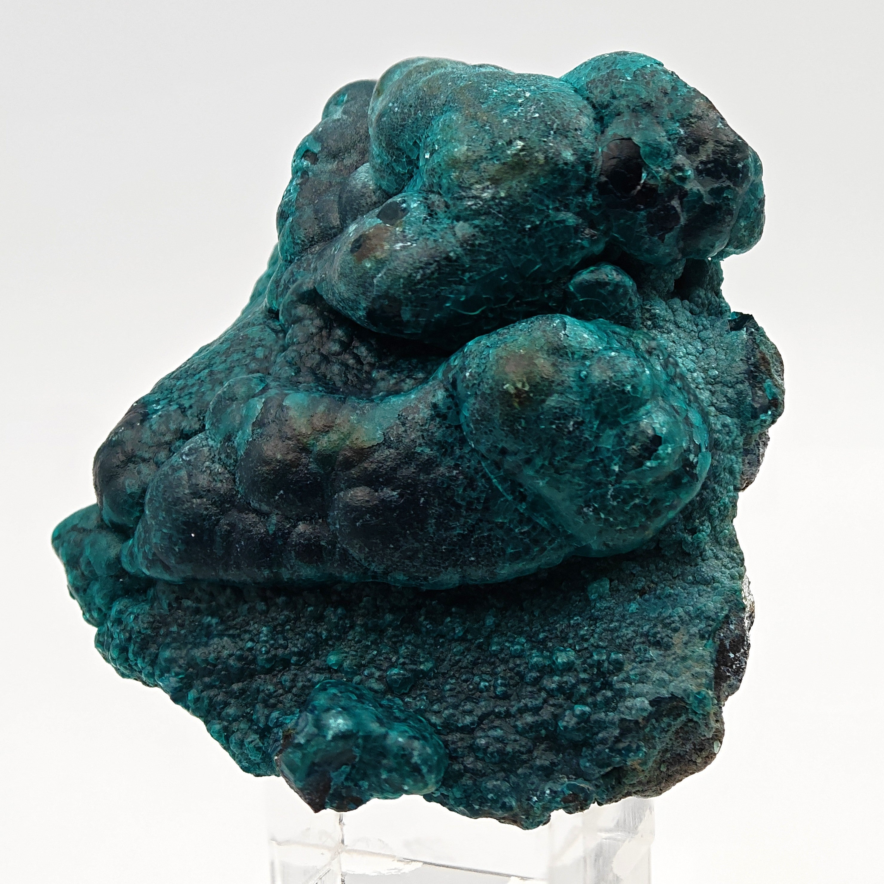CHRYSOCOLLA & HETEROGENITE – Azure-Blue on Black, Star Mine, DR Congo