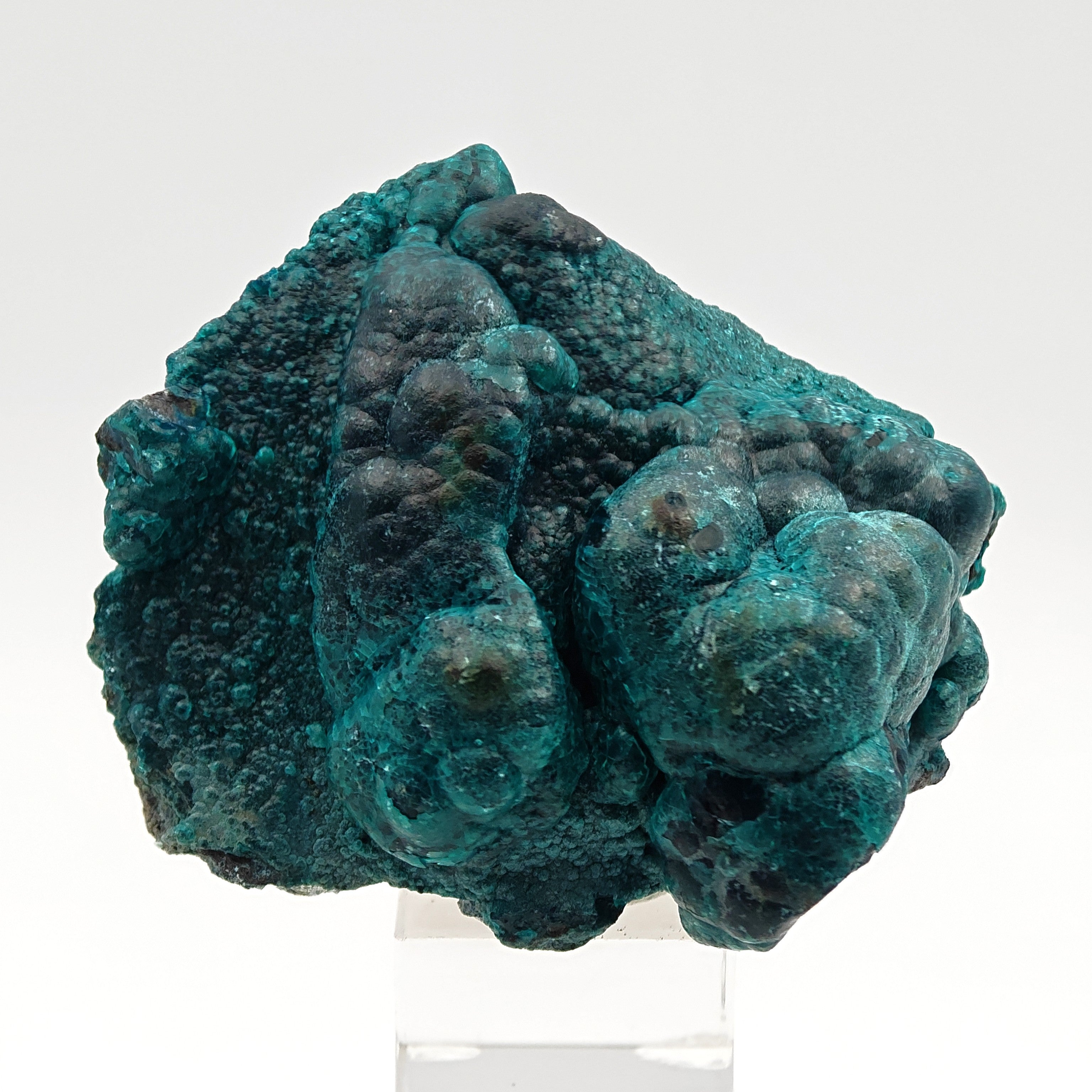 CHRYSOCOLLA & HETEROGENITE – Azure-Blue on Black, Star Mine, DR Congo