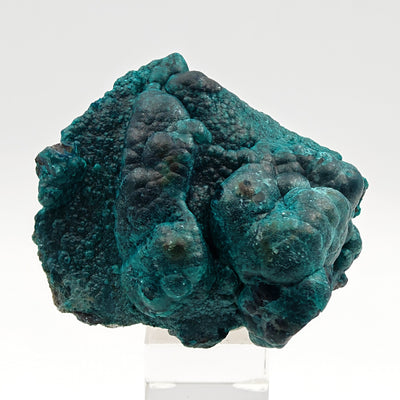 Full view of chrysocolla and heterogenite specimen from Star Mine, DR Congo