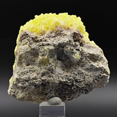 Back of Sulfur specimen showing matrix base and rock matrix texture