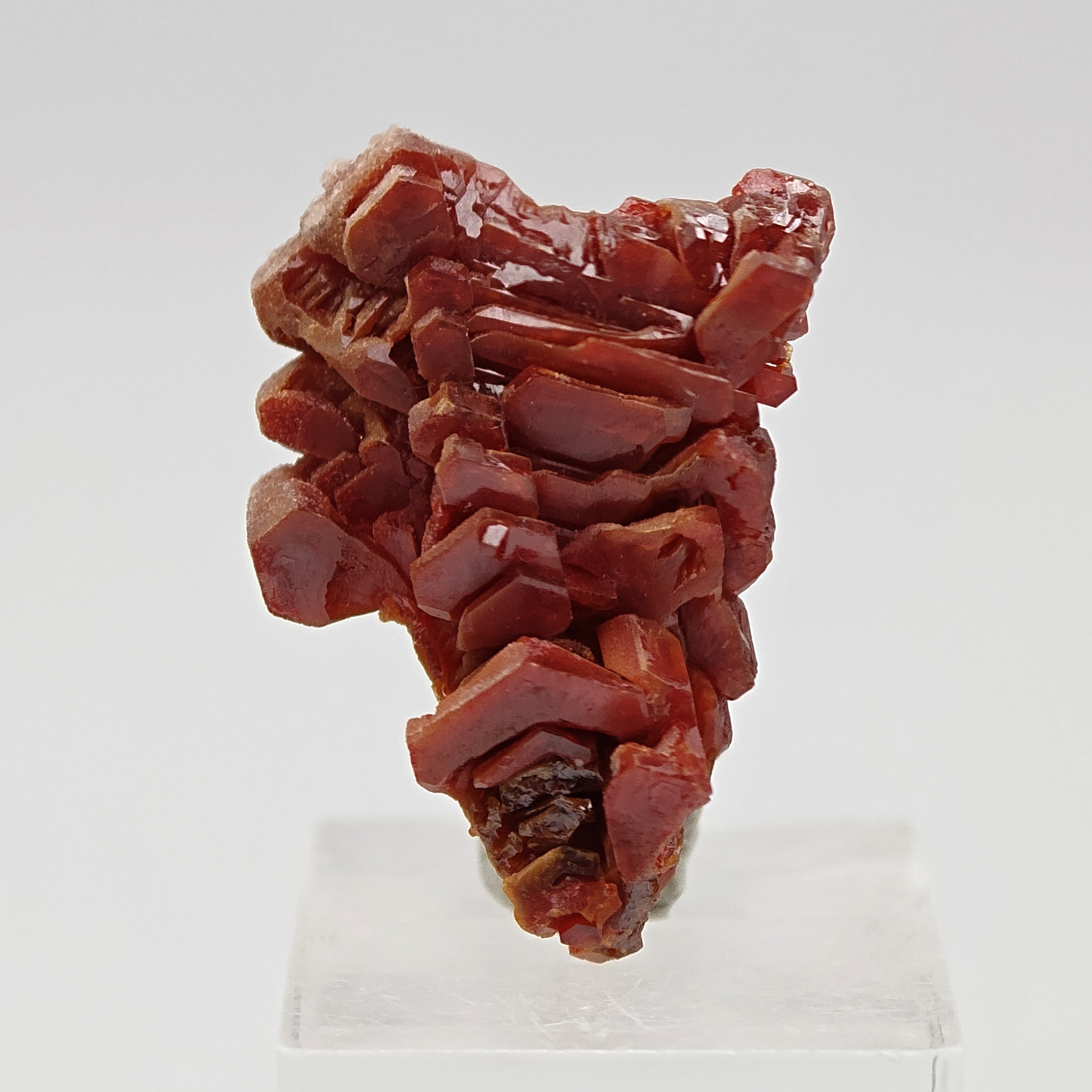 VANADINITE – Blood-Red Petal-Shaped Crystal Plate, Mibladen, Morocco