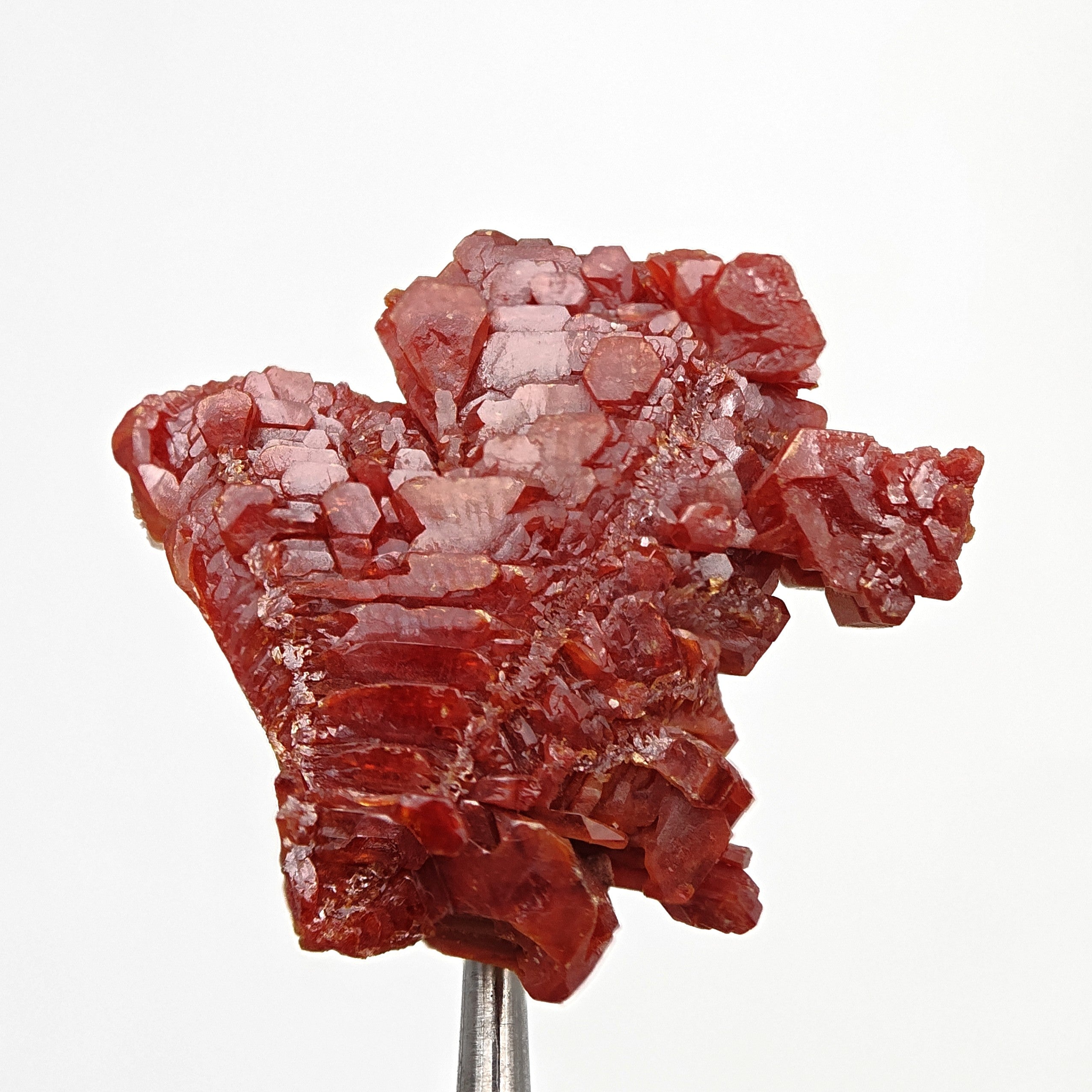VANADINITE – Blood-Red Petal-Shaped Crystal Plate, Mibladen, Morocco
