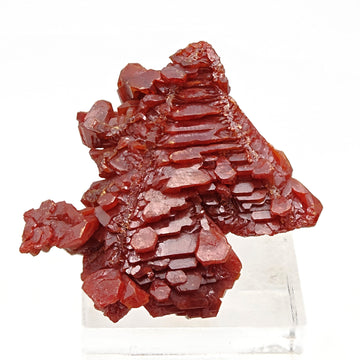 VANADINITE – Blood-Red Petal-Shaped Crystal Plate, Mibladen, Morocco