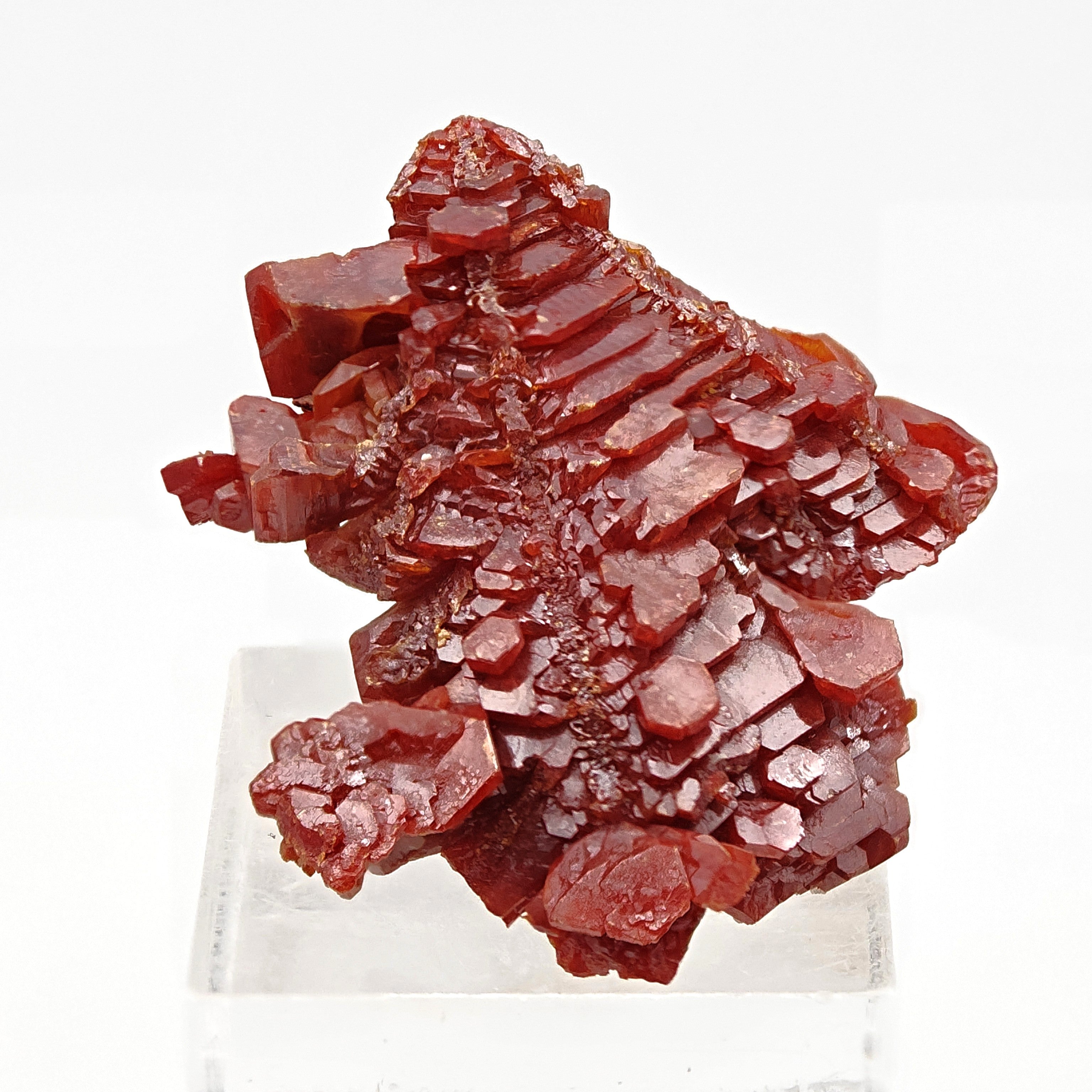 VANADINITE – Blood-Red Petal-Shaped Crystal Plate, Mibladen, Morocco