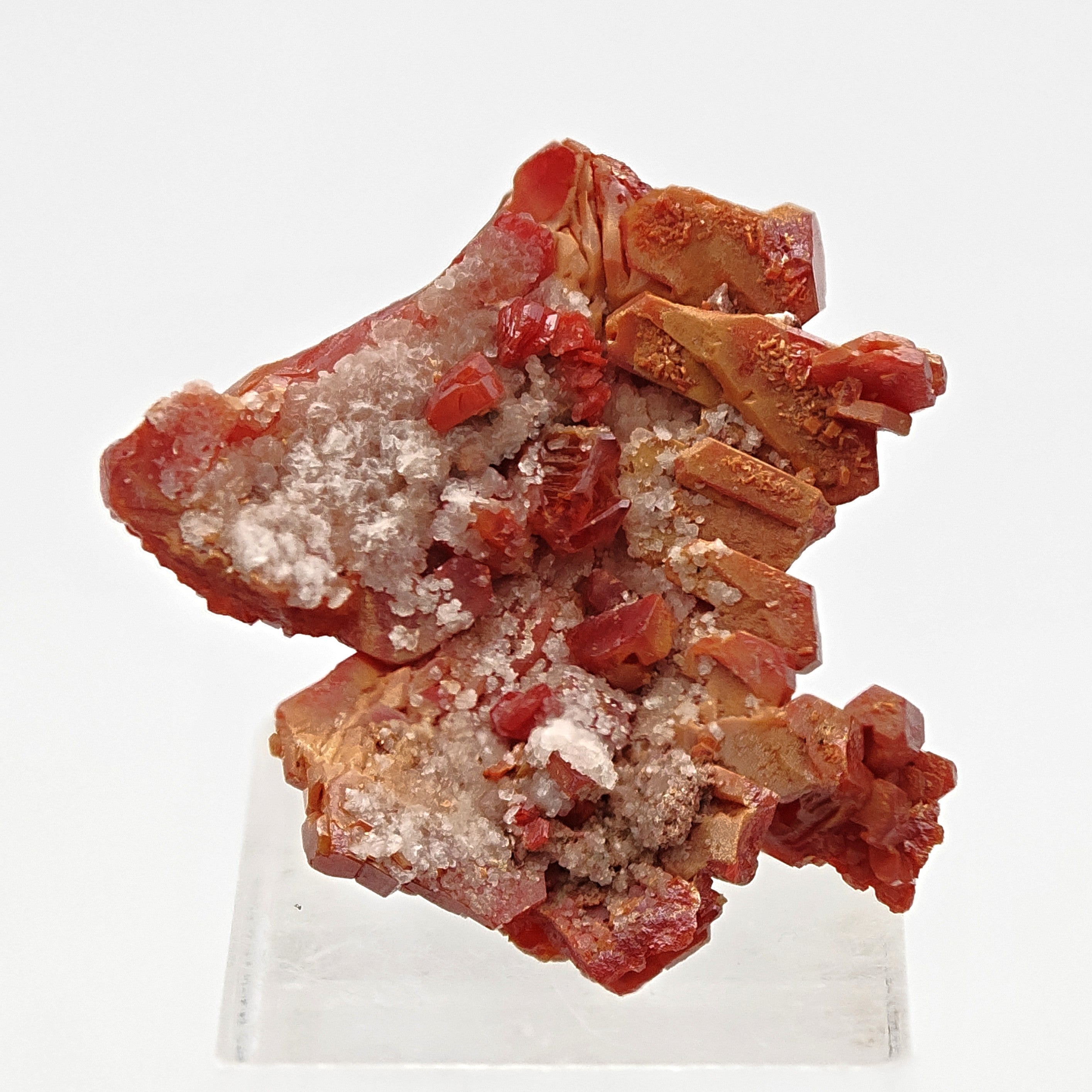 VANADINITE – Blood-Red Petal-Shaped Crystal Plate, Mibladen, Morocco